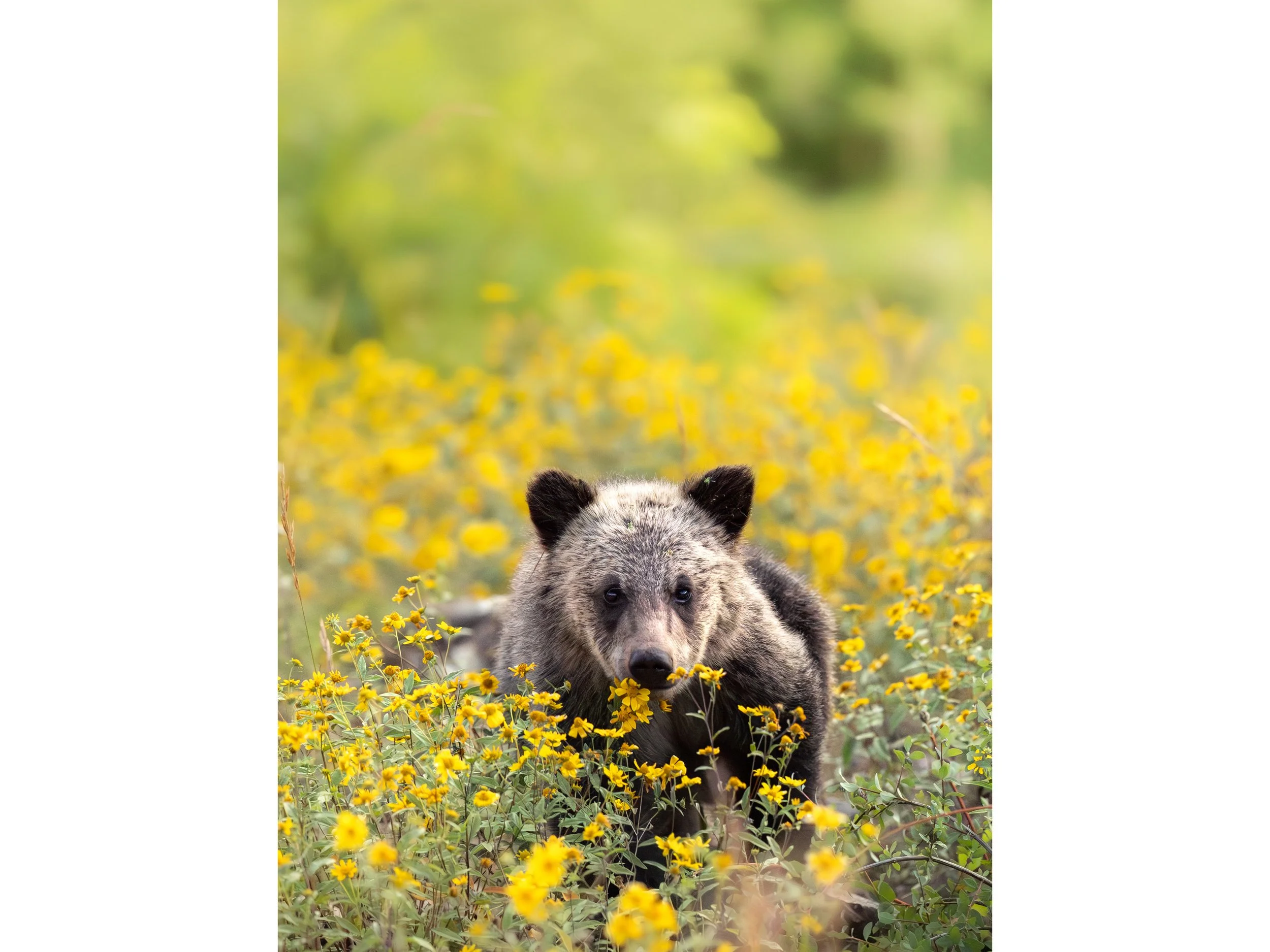 Flower Cub