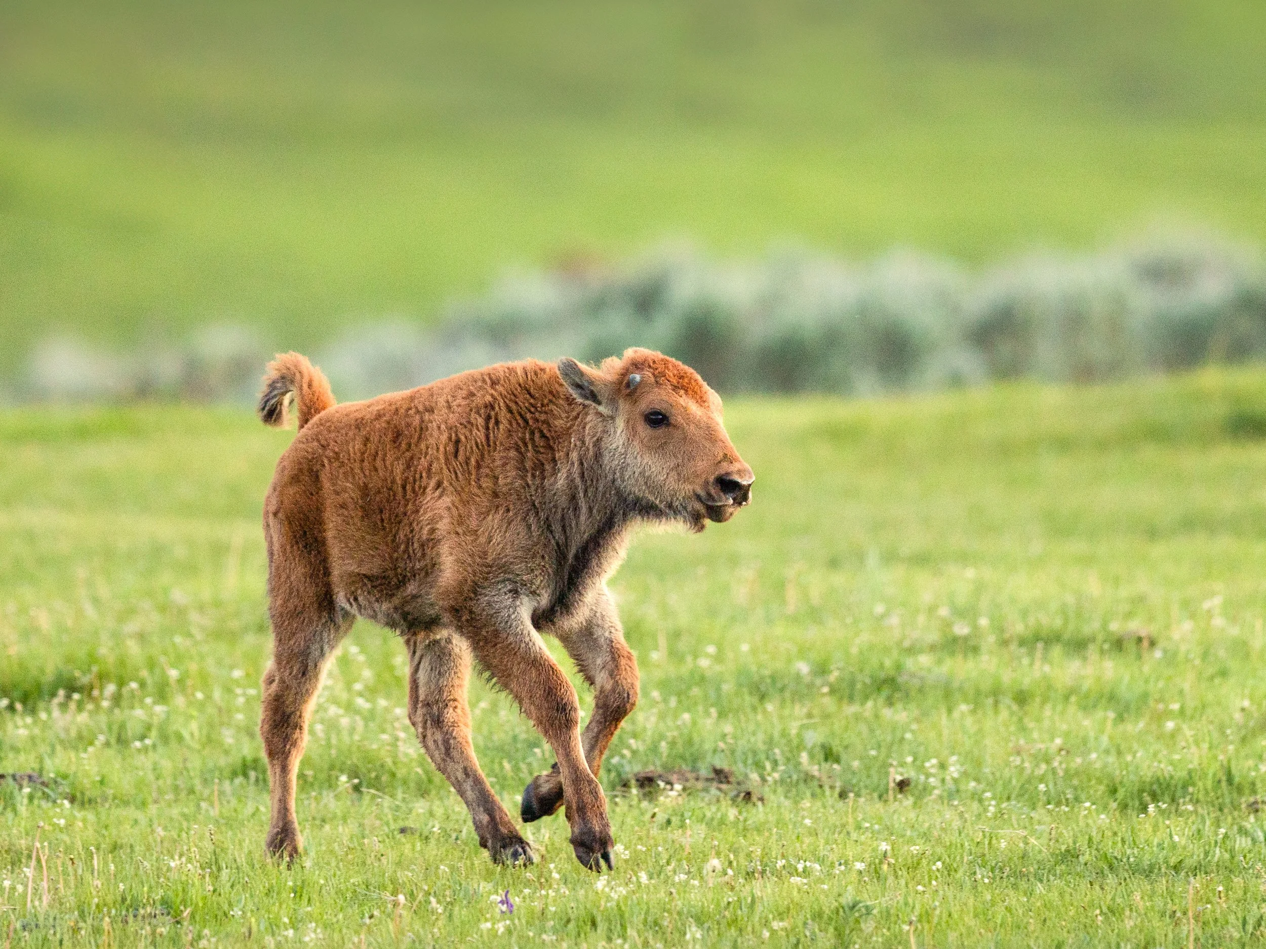 A young brown calf walking across a grassy field.