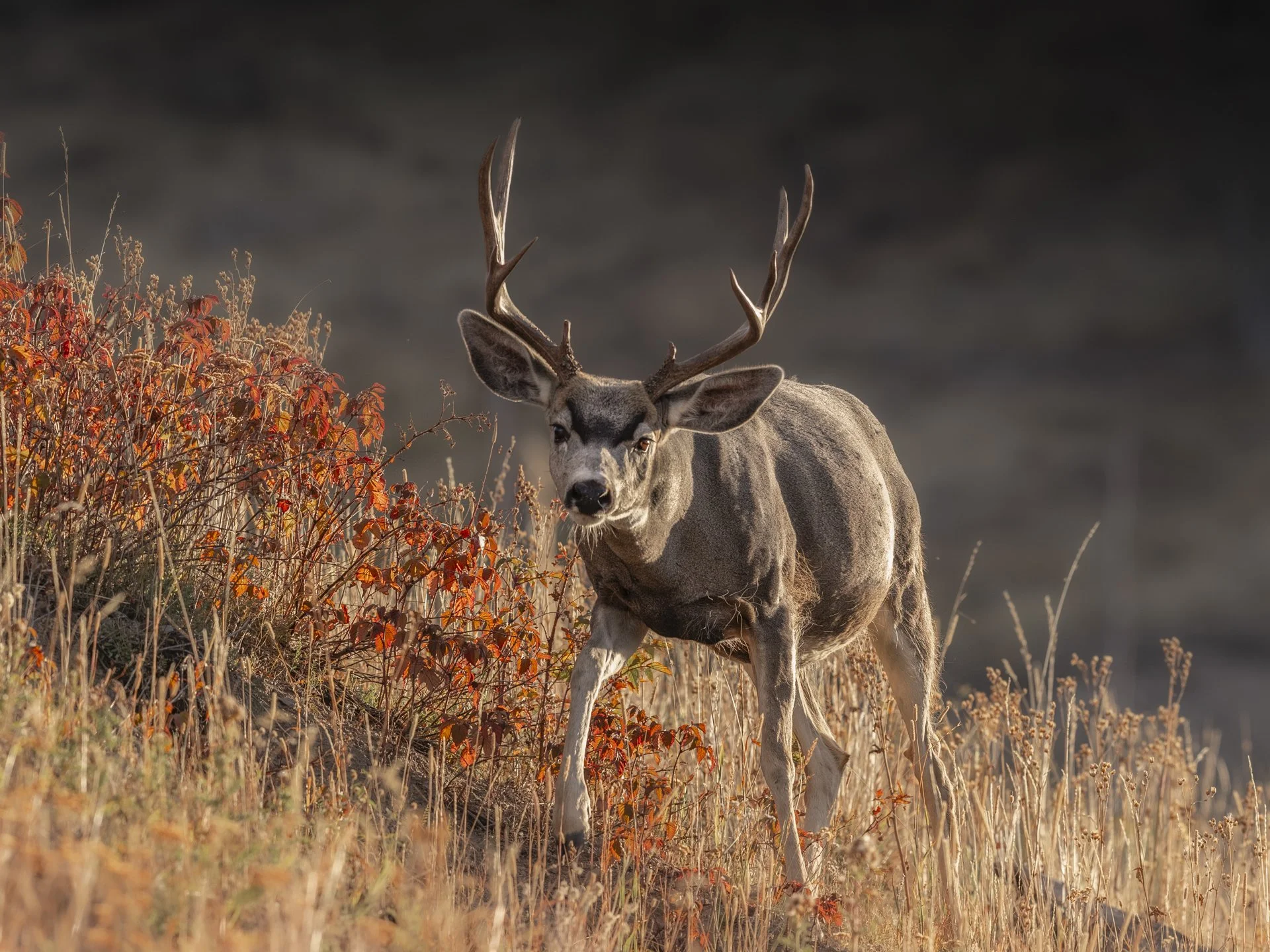 Autumn Buck
