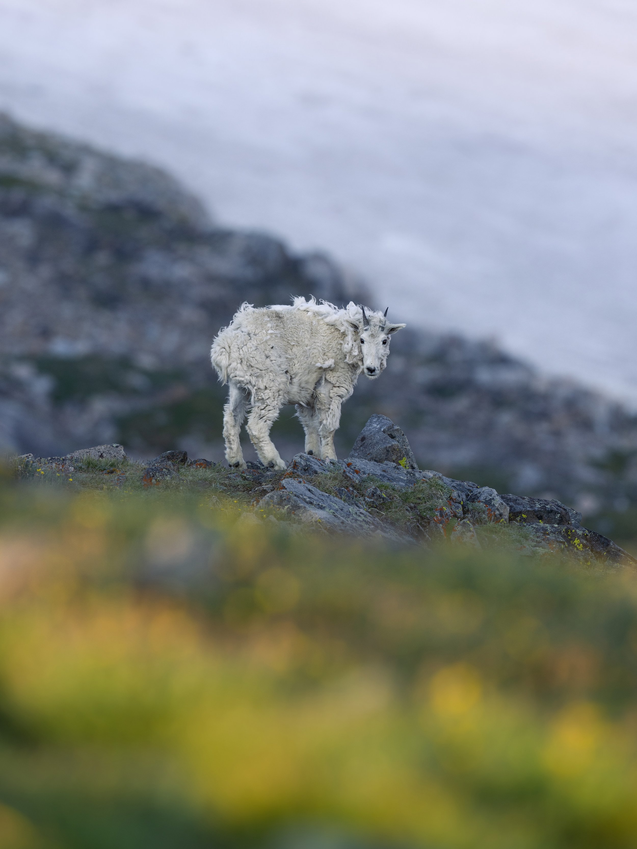 A young mountain goat with a fluffy white coat standing on rocky terrain near a mountain, with blurred greenery in the foreground.