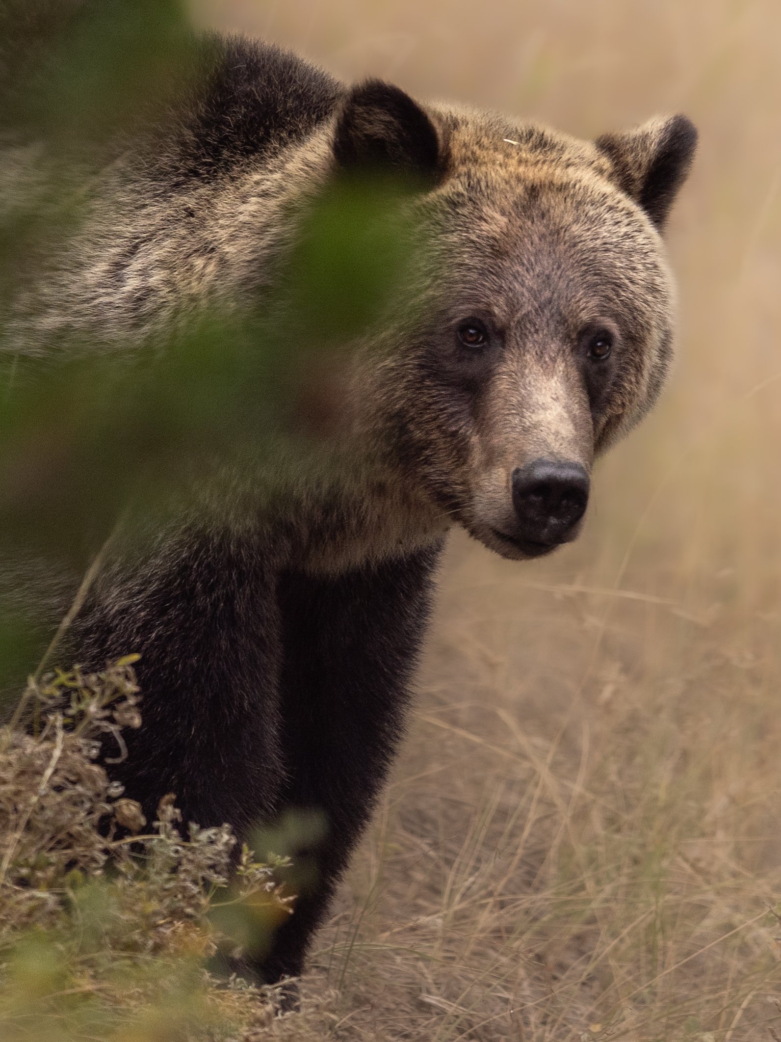 bearpeekingaroundtree.sep24.jpg