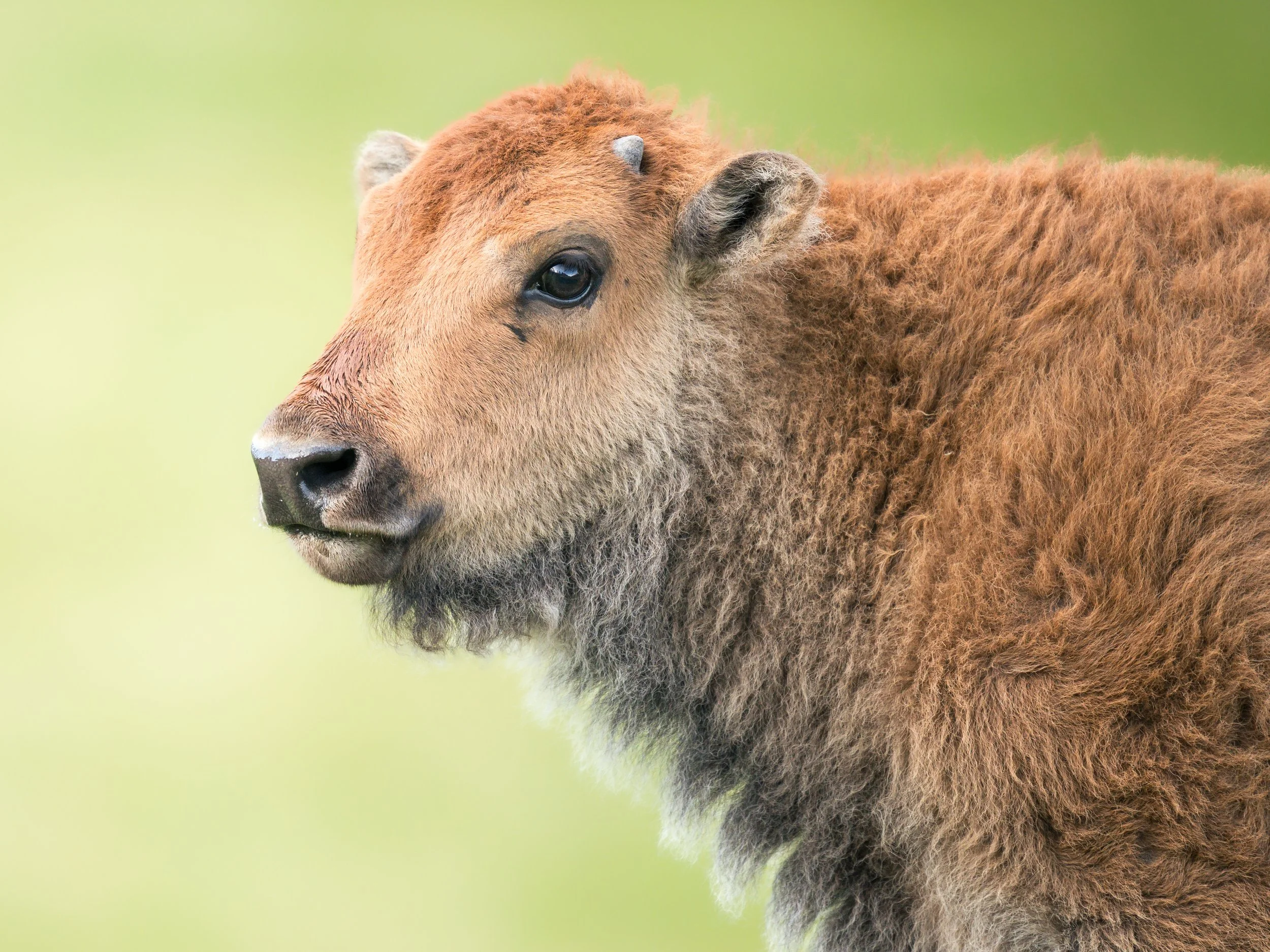 bisoncalfportrait.june26.jpg