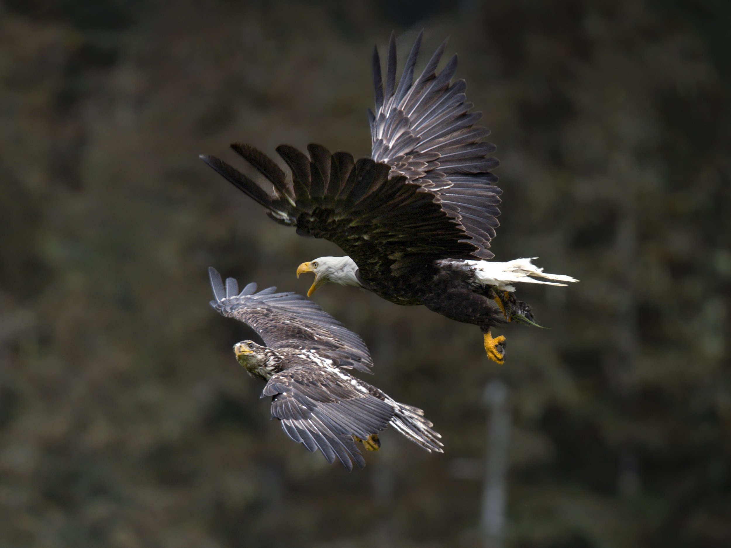 eagle3.jpg