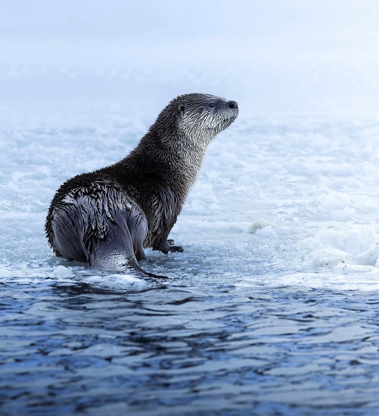 icy flow of wild winter rivers 

An otter shot from a few winters ago. I love how you can see the water slicking off the otter&rsquo;s fur, keeping the otter nice and warm despite the icy rivers. 

#riverotter #otters #wildlifephotography #wyoming #w