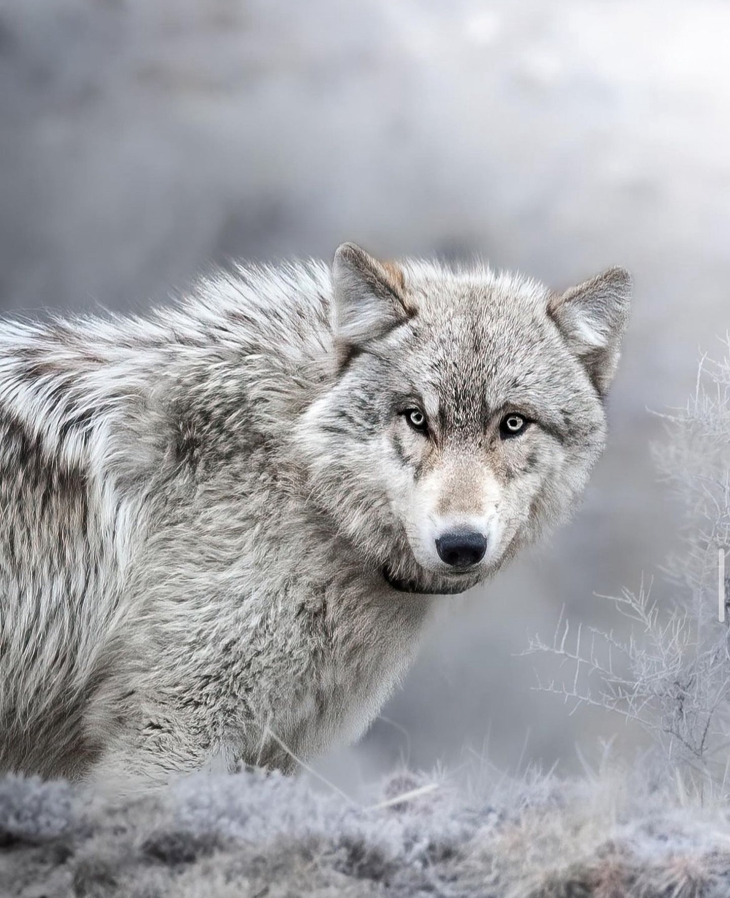 wild one worth fiercely protecting 

I want to take a moment to talk about the disgusting news from my home state of Wyoming, and how the state has failed an incredible and beautiful animal. 

A man from Wyoming ran over a wolf with a snowmobile, com
