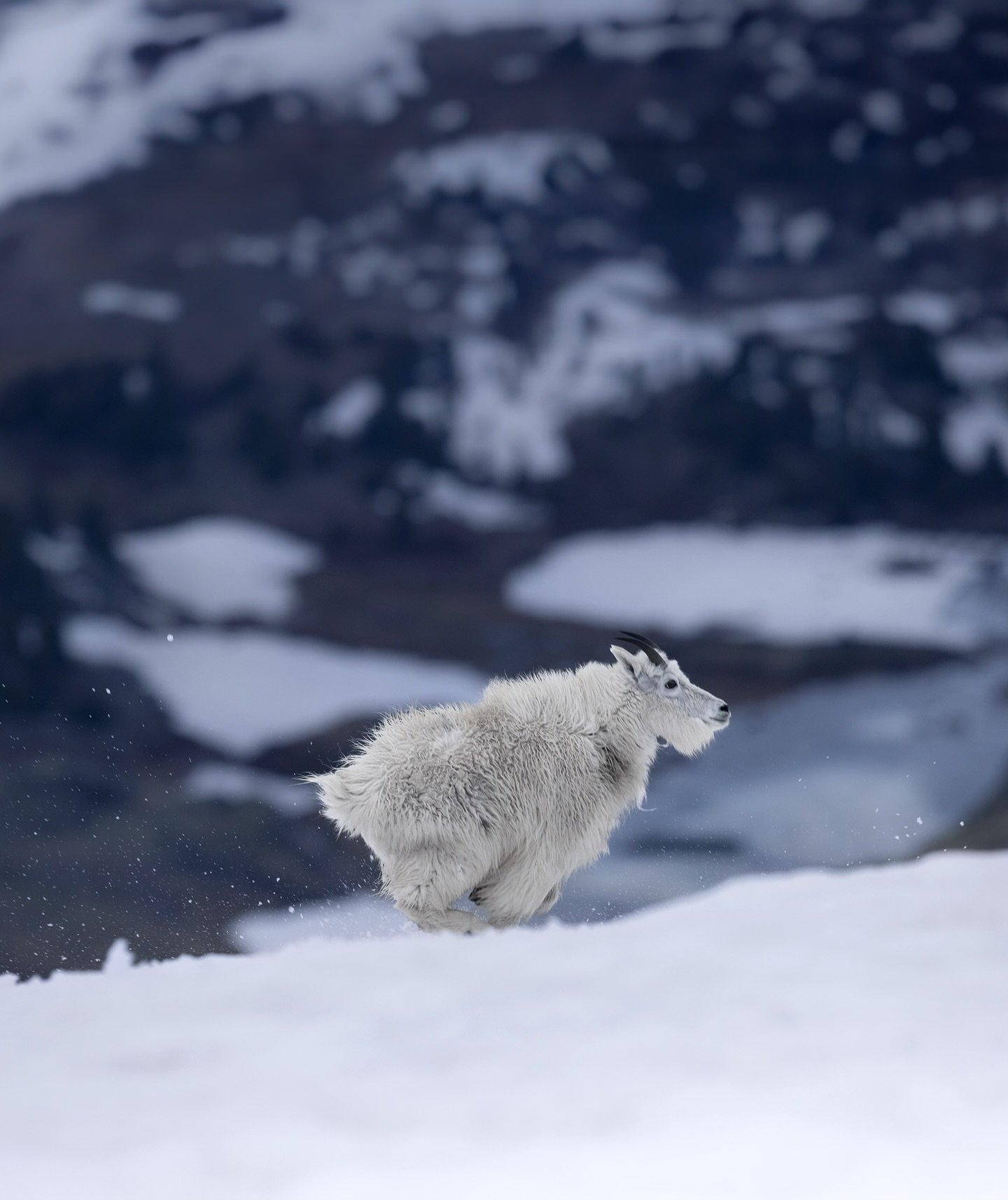 bounding across the alpine, kicking up snow on the way 

I photographed this mountain goat and its herd last spring, though the snow was still deep at 10,000 feet. A small herd of goats were slowly walking up a slope, providing a perfect photo opport