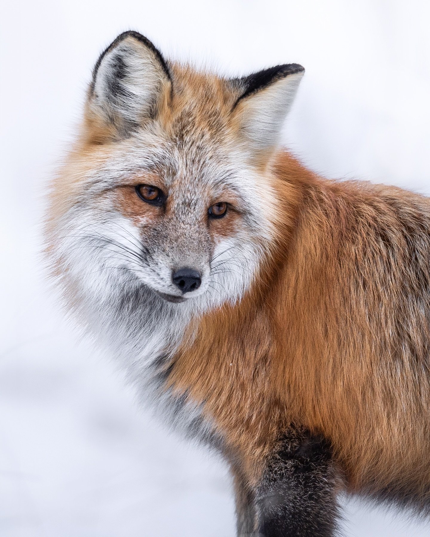 vivid color amid a colorless landscape 

This fox was my favorite subject all winter. I photographed it early in the winter, and for only about five to ten minutes as it hunted through a snowy meadow. With a full winter coat the fox was absolutely be