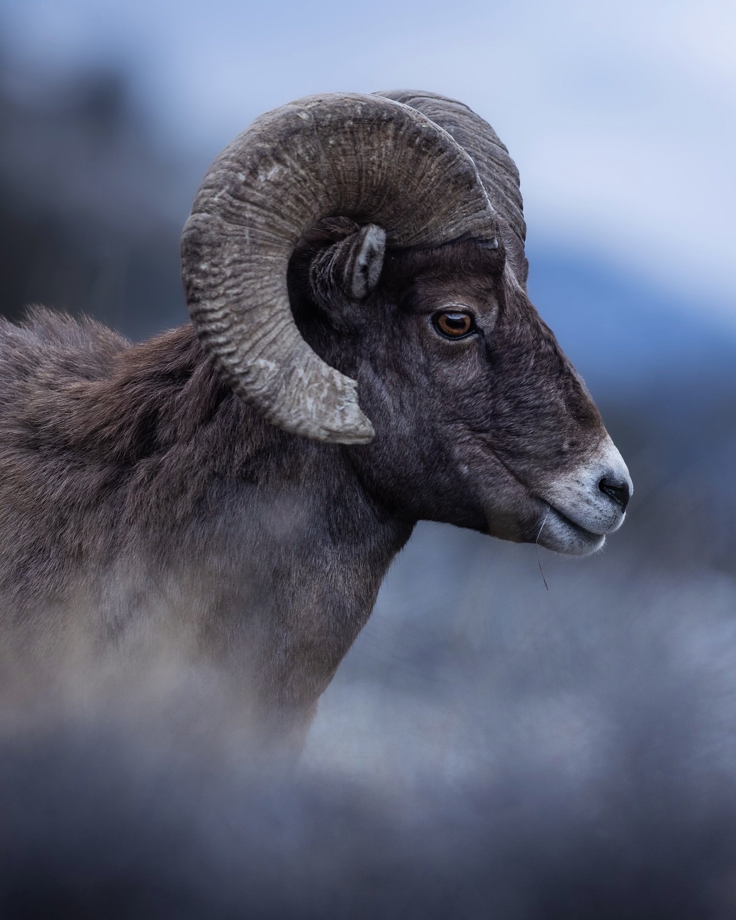 enjoying the last of winter below the mountains

Big horn sheep are the species I photograph the most often during the winter months, though once warmer weather arrives, I see them less frequently as they retreat higher into the mountains. With comin