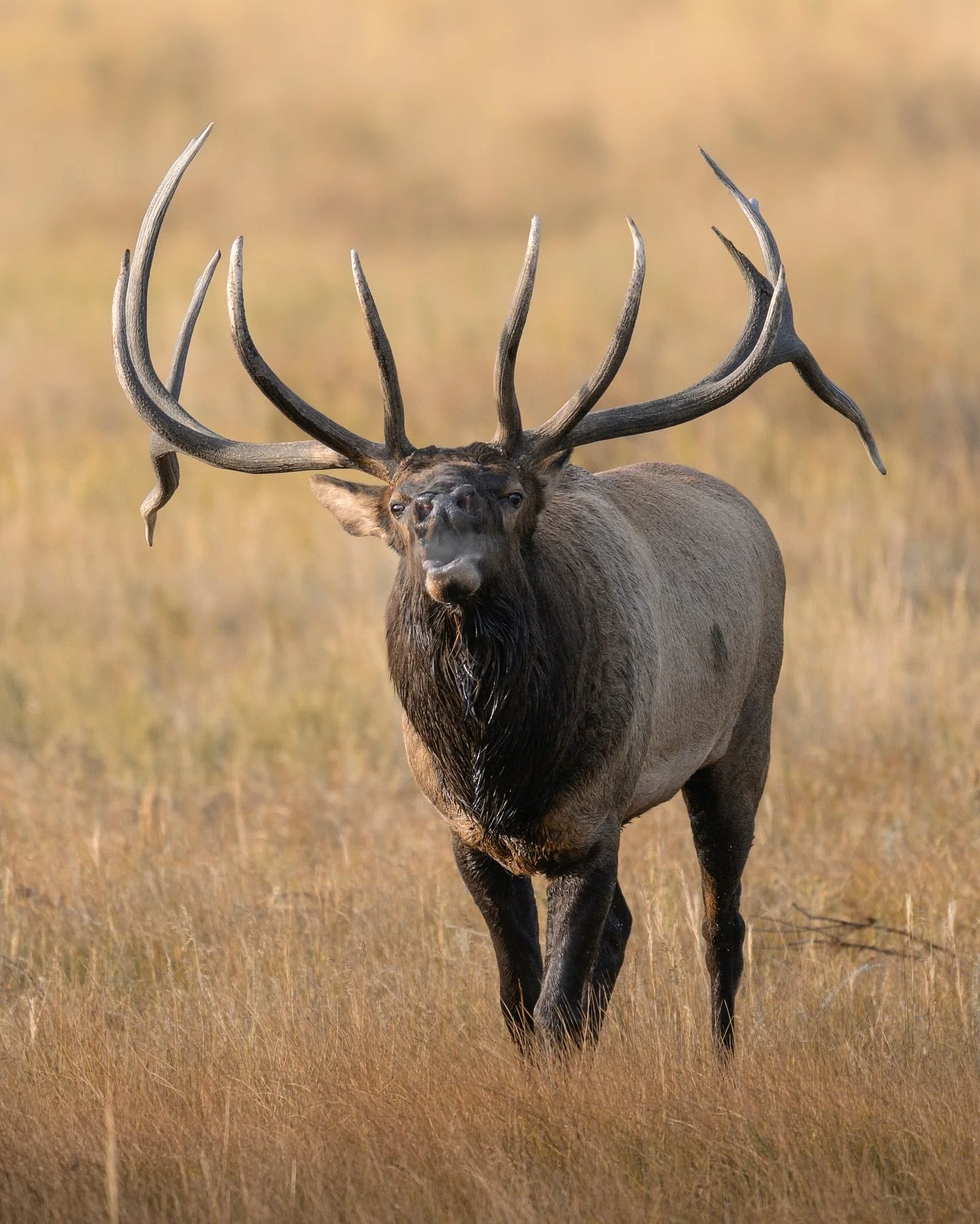 After almost three weeks in Colorado this September, I have no shortage of elk photos, so here are a few more I&rsquo;m just getting around to editing! These were all taken handheld with my Nikon Z8 and 400mm f/2.8, my go-to lens for wildlife. It&rsq