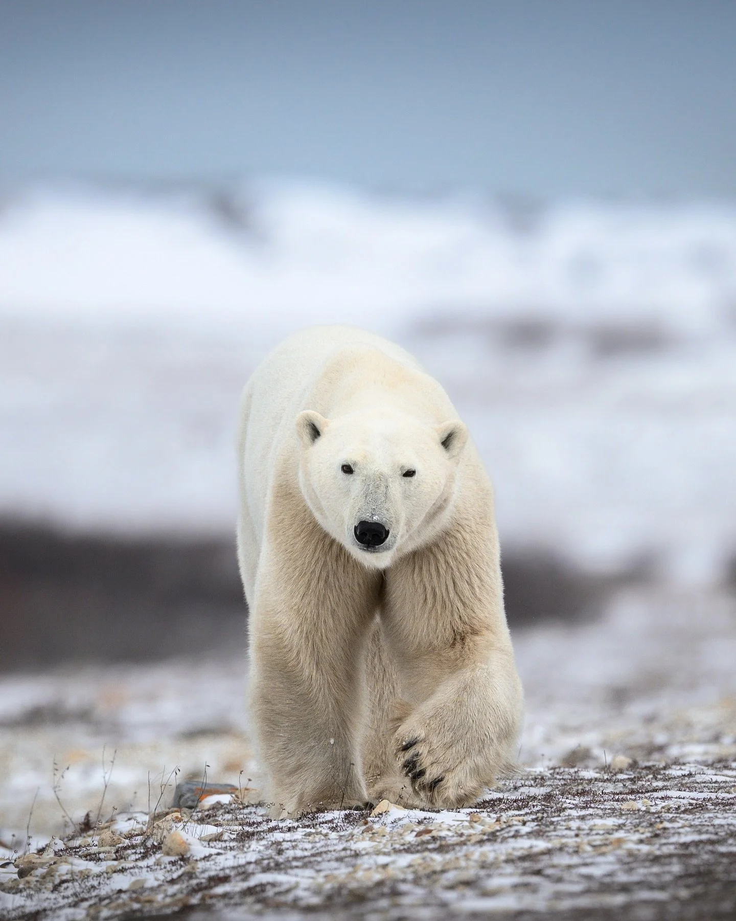 ice bear, waiting for the return of ice

Today I saw a wild polar bear for the first time! It&rsquo;s been a bucket list trip for me forever. I&rsquo;ve always loved polar bears, but I first remember wanting to go to the Arctic to see them when I was