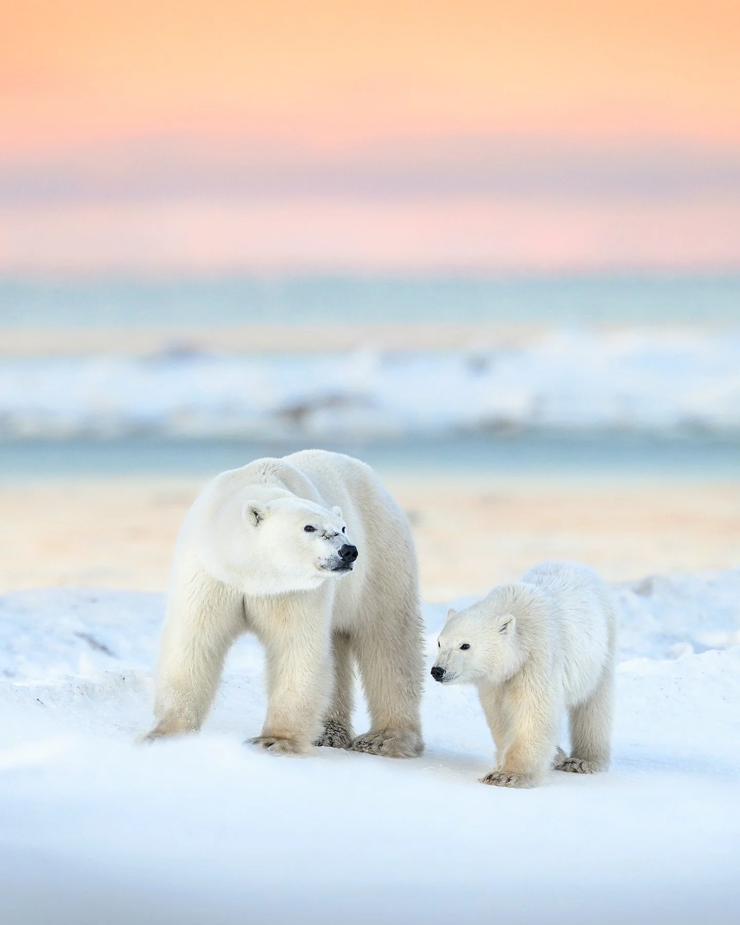together in ice and color 

Today has been another amazing day with almost nonstop polar bear action. It is impossible to pick a favorite, but watching this mom and her cub walk along the edge of Hudson Bay at sunset was incredible. The clear skies a
