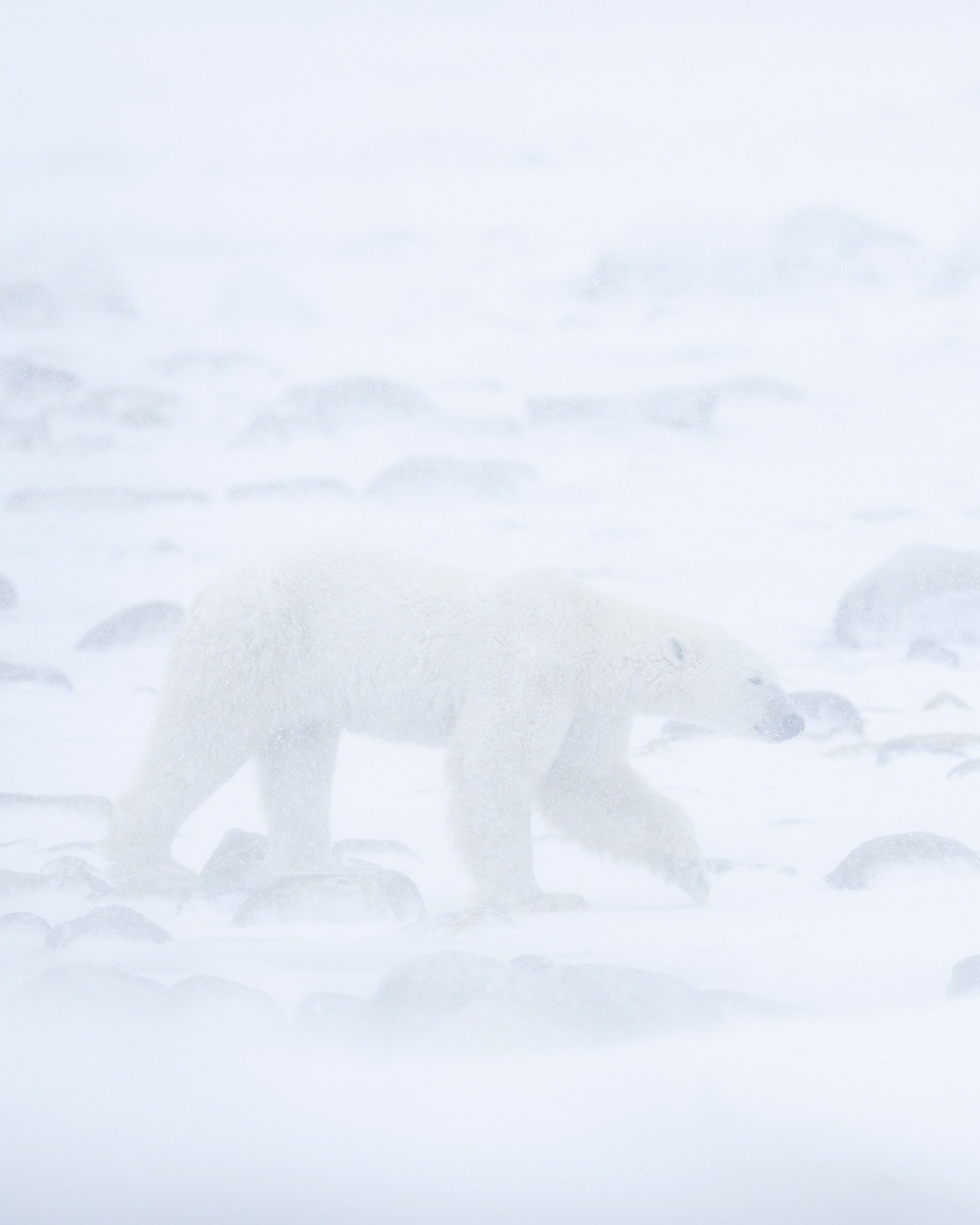 a long awaited storm 

One day in Churchill we had a storm blow in across Hudson Bay, bringing heavy snowfall and near-whiteout conditions. Despite the weather, my Z8 held up perfectly. The autofocus was able to track this polar bear as he moved thro