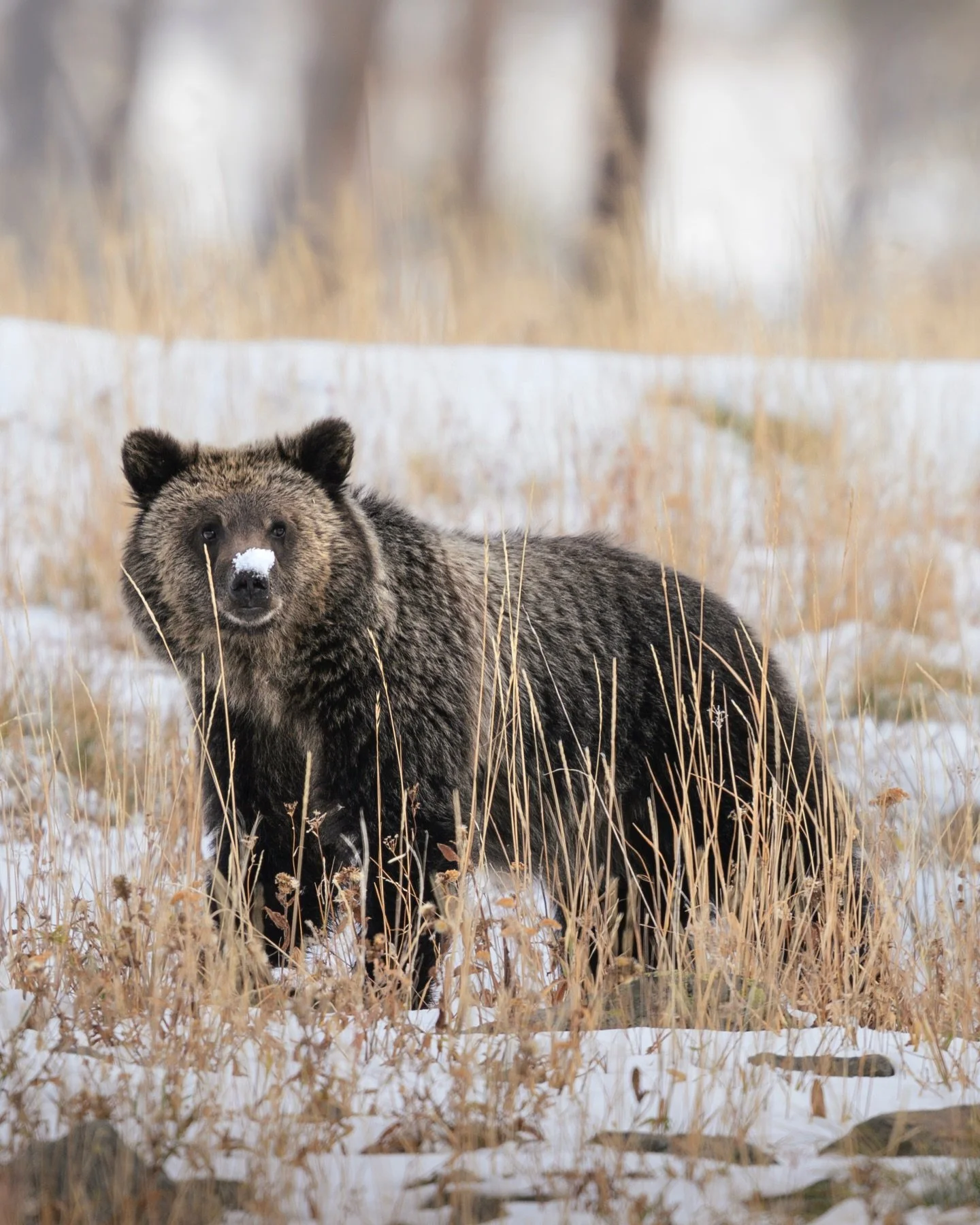 bravely alone in the wild 

This is a yearling grizzly I saw several times this fall, but unlike other yearlings, this one was all alone- an orphan. Last year it followed its mother&rsquo;s lead, learning how to be a grizzly bear and navigate the wil