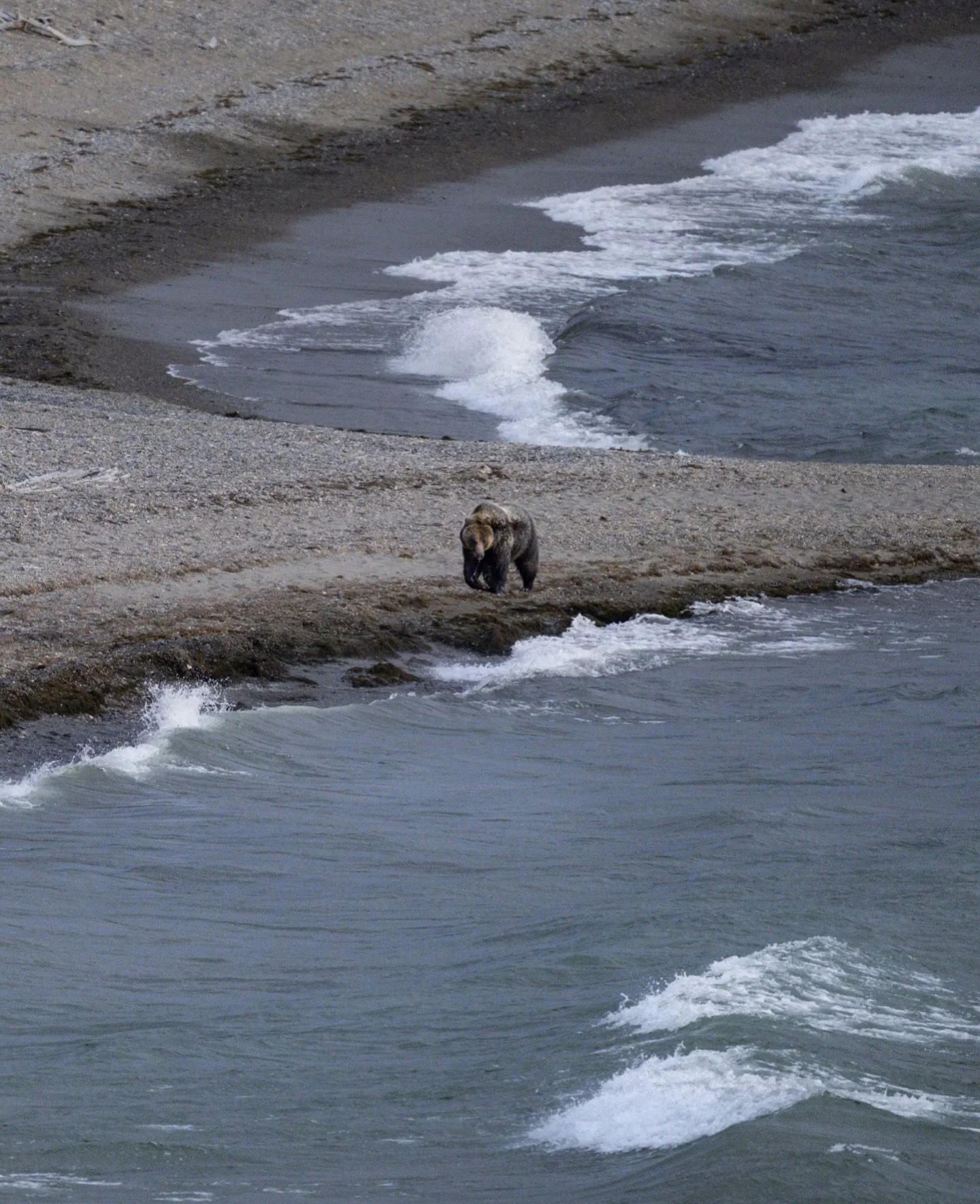 howling wind and crashing waves

This is a photo from late October and the last time I saw this grizzly known as Jam for the season. Coming around a corner while debating if we&rsquo;d see another bear or not, @tannerjhaver spotted her walking down t