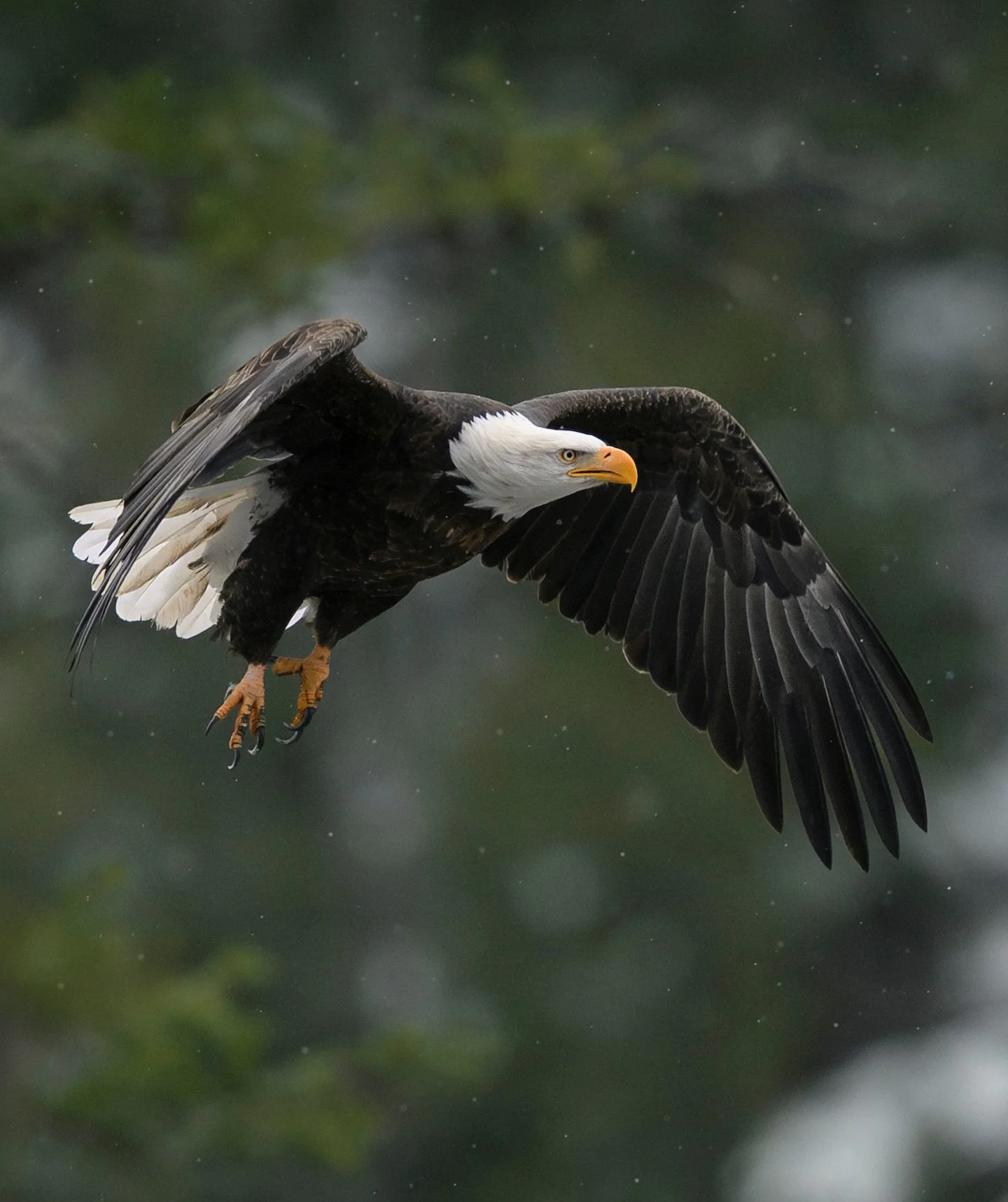 against the coming storm 

Right as the snow began to fall, this bald eagle took off into the storm with steady wingbeats. The wind was howling, giving the eagle lift to soar high into the sky with minimal effort. I watched as it circled far overhead