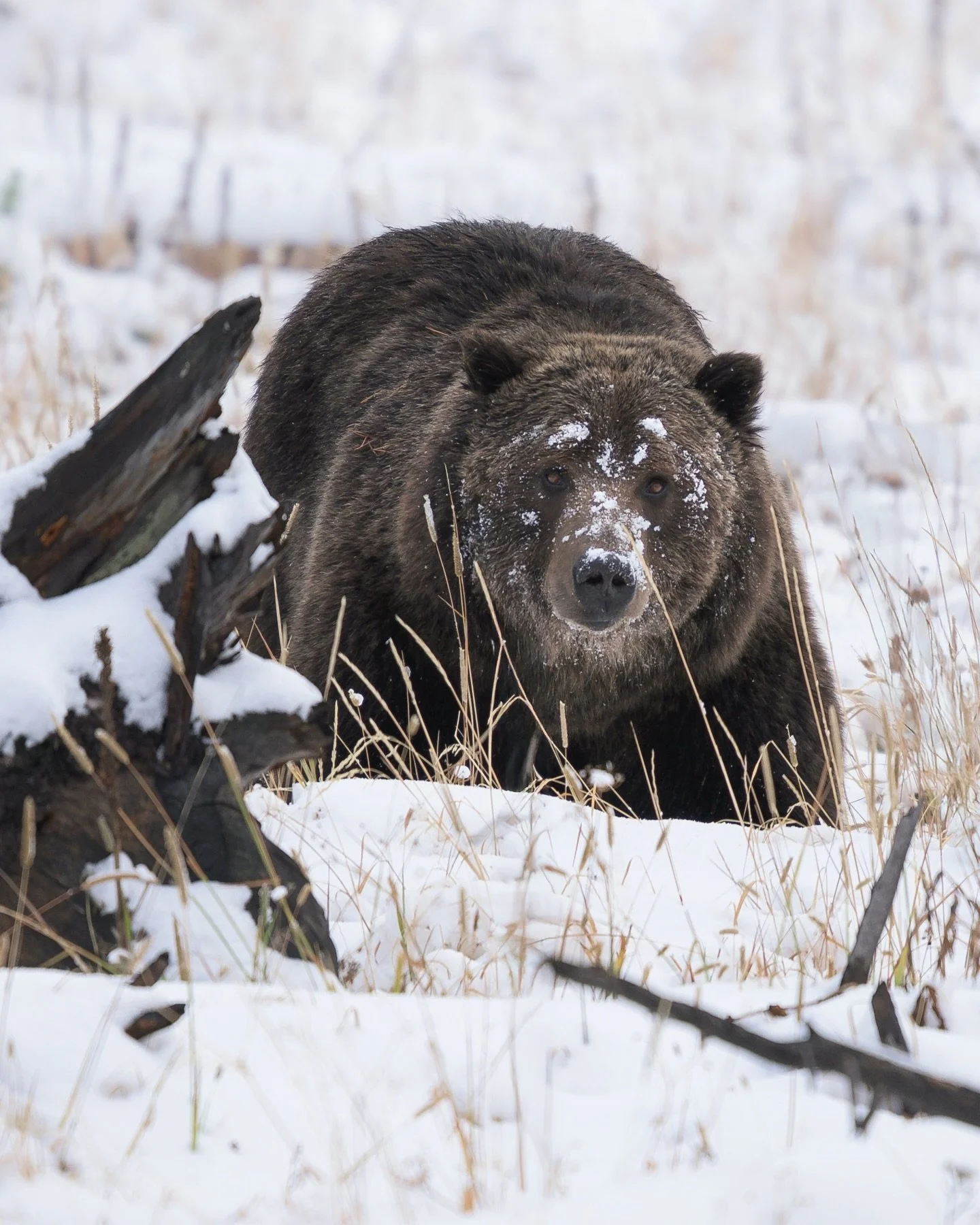 snow on his fur, food on his mind

I photographed this big male grizzly after our first substantial snowfall of the year back in October. His head was almost always down as he meticulously scoured the downed timber in search of any late season food s