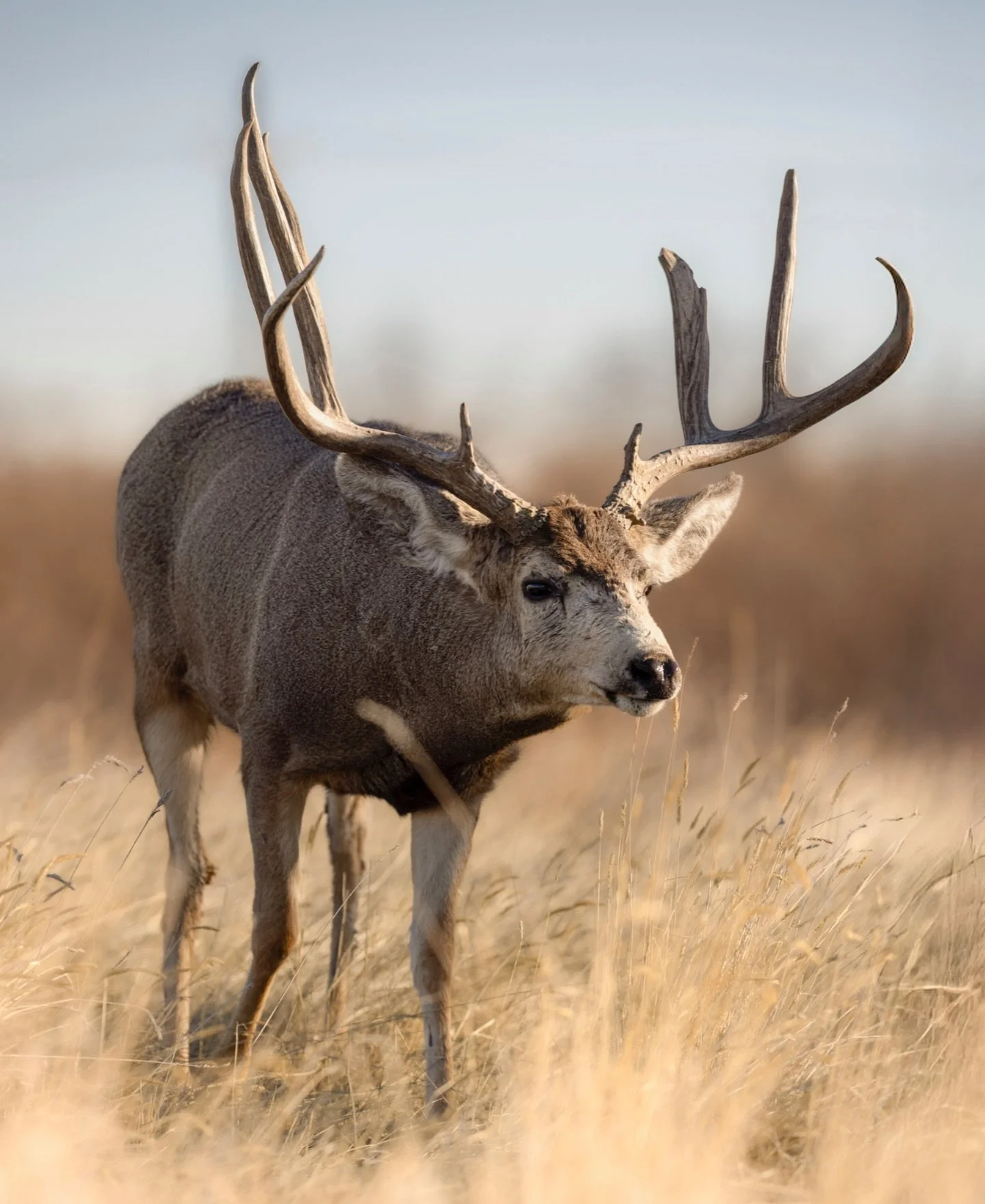 strutting with confidence tested by time 

In the evening light, this mule deer buck moved through the tall grass with purpose, focused on nearby does. With his head held low as he walked, his posture showed focus and intent, fueled by instincts and 