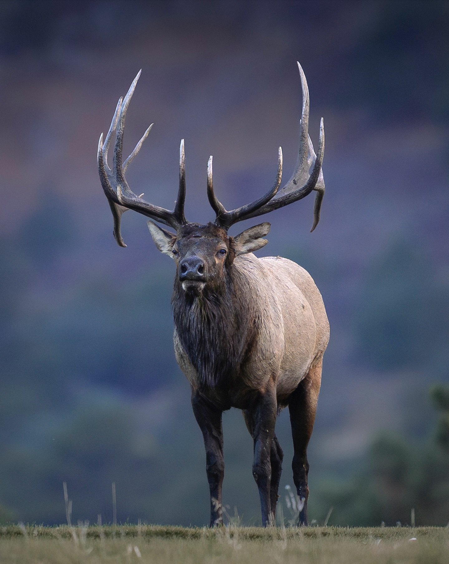 fading purples and blues of dusk

Another moment from this fall in Colorado. This bull was especially photogenic, and I spent more time with him than any of the others. On this evening, intermittent rain had muted the landscape, giving everything a h