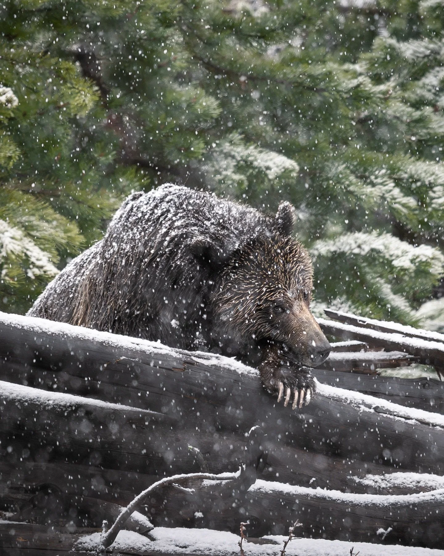 winter&rsquo;s official arrival, though never far 

Today is the winter solstice, so this image feels especially fitting despite being from the spring. Photographed during a May snowstorm, it is a reminder that winter is never really far off in the G