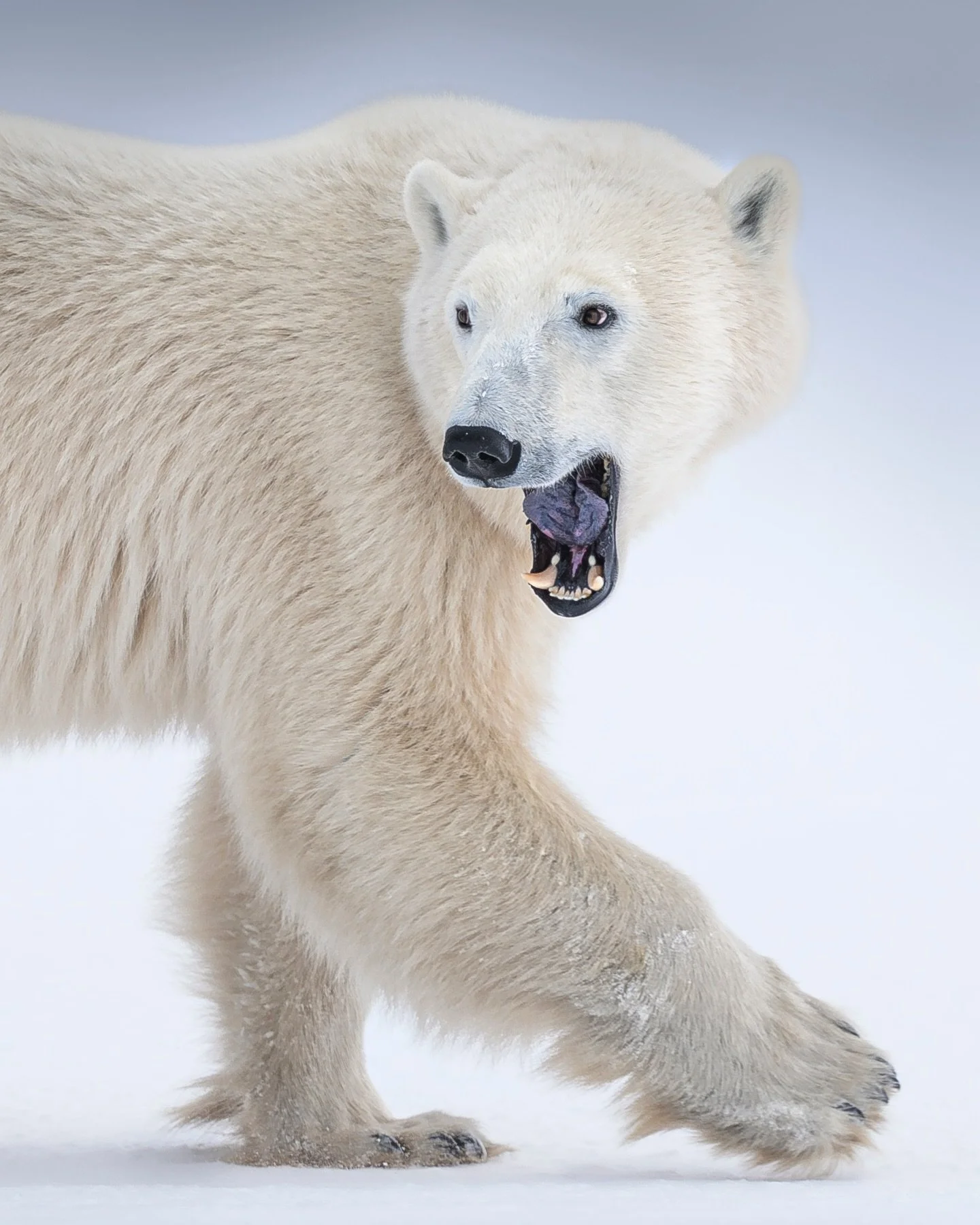 sharp reminders of what they&rsquo;re built for

In polar bear body language, a yawn is a form of communication, clearly displaying size and strength. Their canines are roughly 25% larger than those of grizzly bears and are built for gripping and kil
