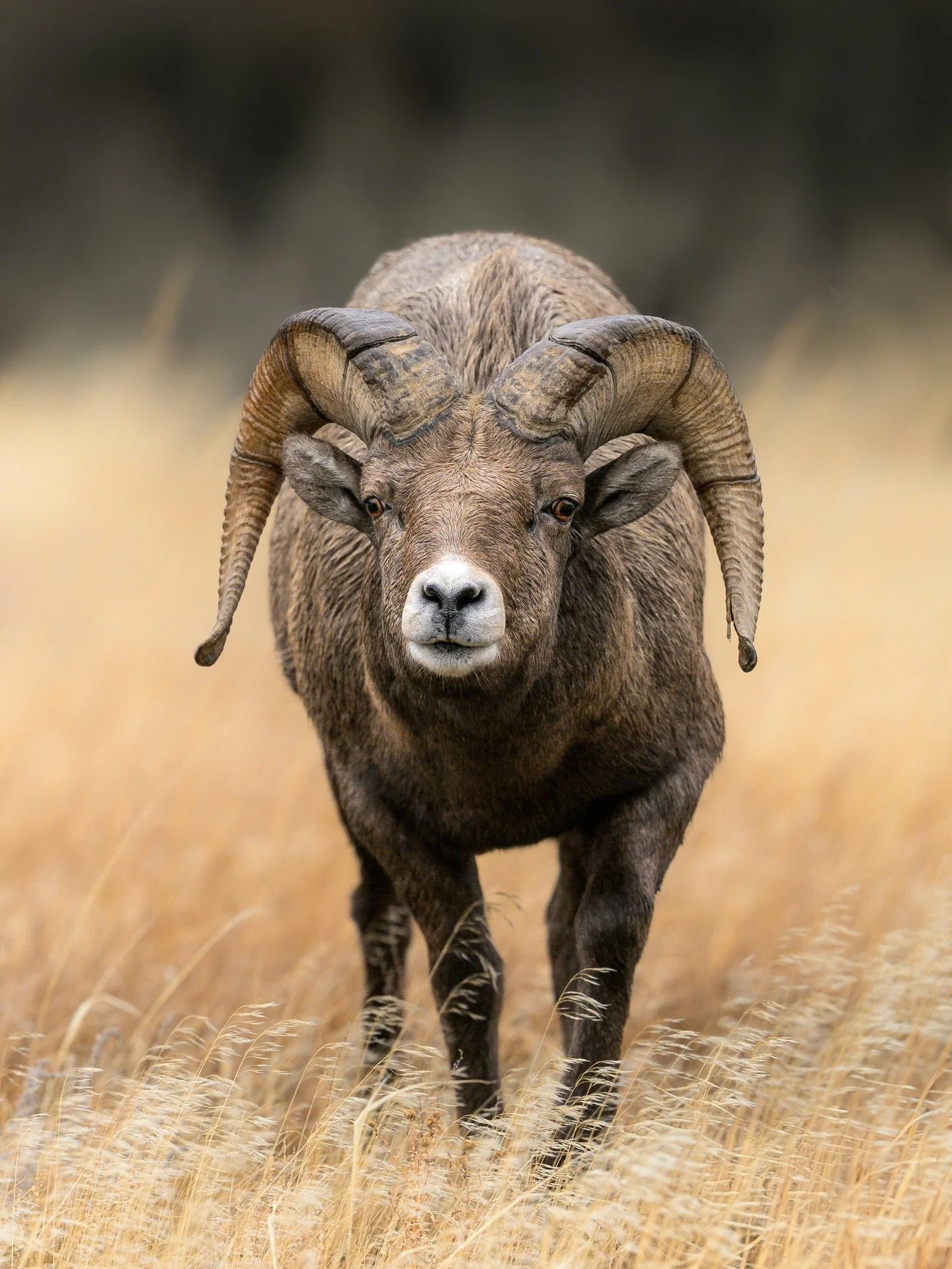 holding his ground with steady control

During the rut, bighorn rams are constantly on alert. This ram was actively herding females through the meadow while keeping a close eye on smaller rams nearby. With the Nikon Z8 and&nbsp;NIKKOR Z&nbsp;400mm f/