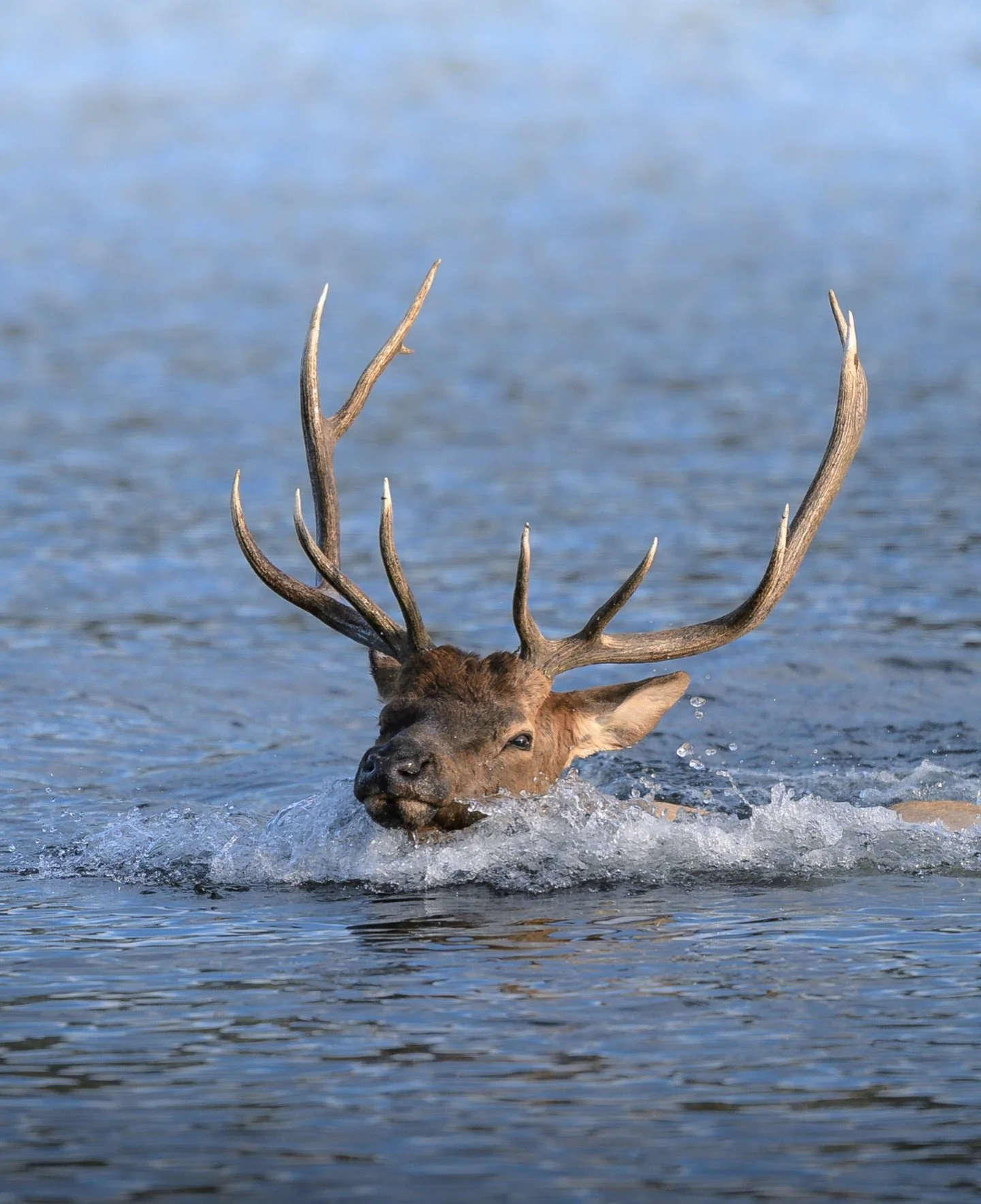from shallow steps to deep water 

This bull waded into a lake in the fall without hesitation, moving slowly and calmly until the lakebed dropped out beneath him. There was a brief moment of uncertainty in the deeper water, then instinct kicked in. H