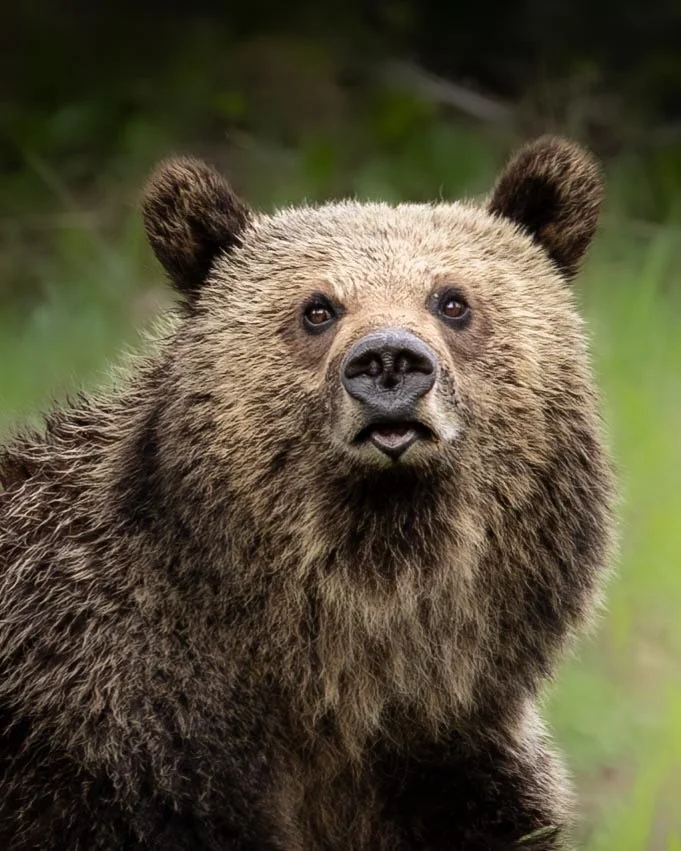 I&rsquo;m excited to announce I&rsquo;m hosting a spring photo workshop in Yellowstone, June 8&ndash;13 based at @skylineguestranch just outside of Yellowstone&rsquo;s NE Entrance! Spring is my favorite time of year to photograph wildlife in the park