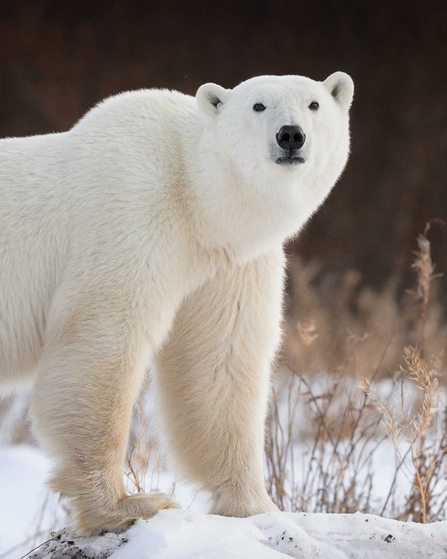 stepping past fleeting reds and golds

While most of the polar bears I photographed were on the fresh snow and slowly forming ice, there were a few occasions where I was able to photograph bears against the last of the fall colors. The willows in par