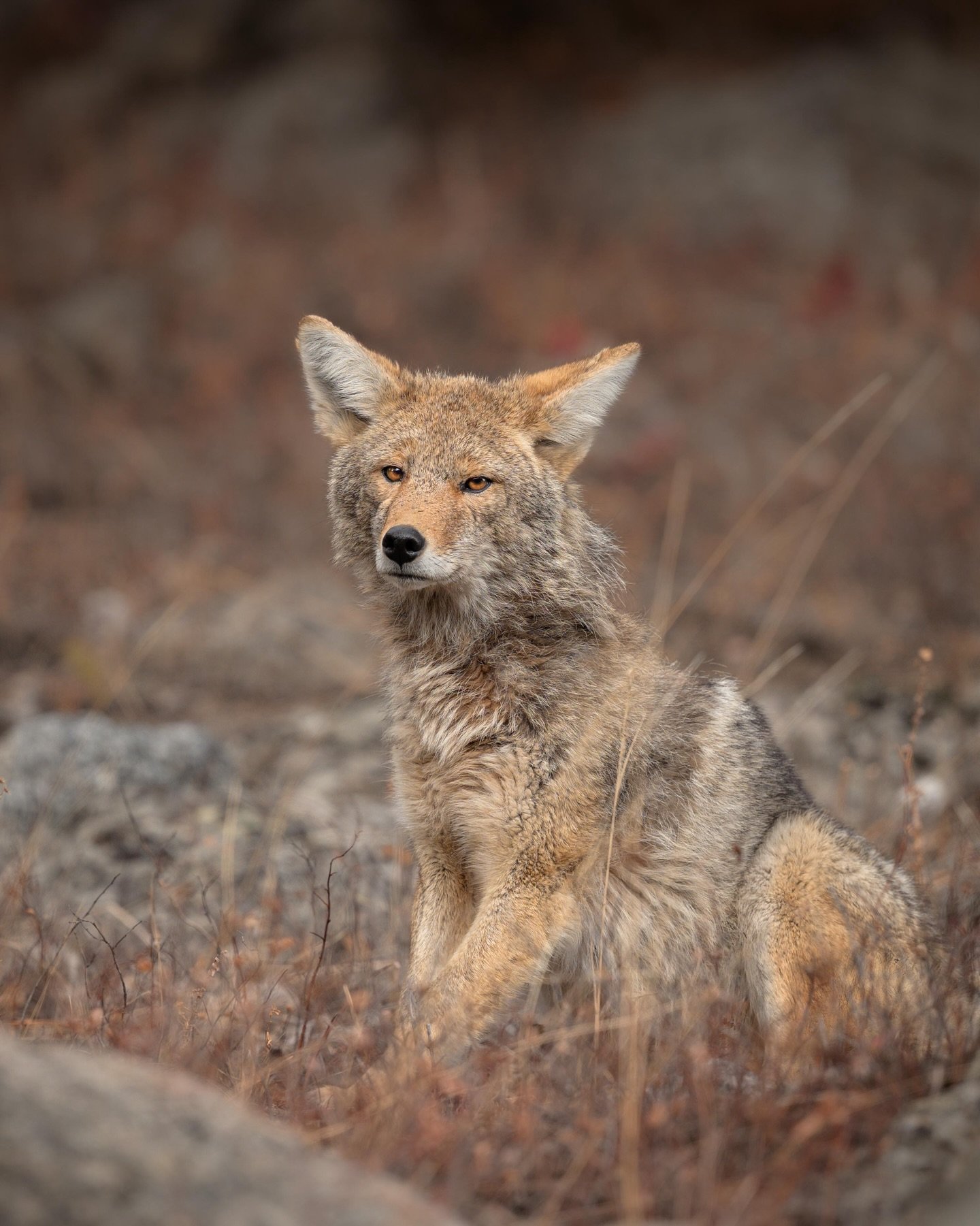 waiting for winter to finally arrive

It has been an unusually warm, snowless winter, leaving the ground bare and the grasses faded instead of covered in white. For a while it felt more like fall than midwinter. This coyote sat quietly in the open, w