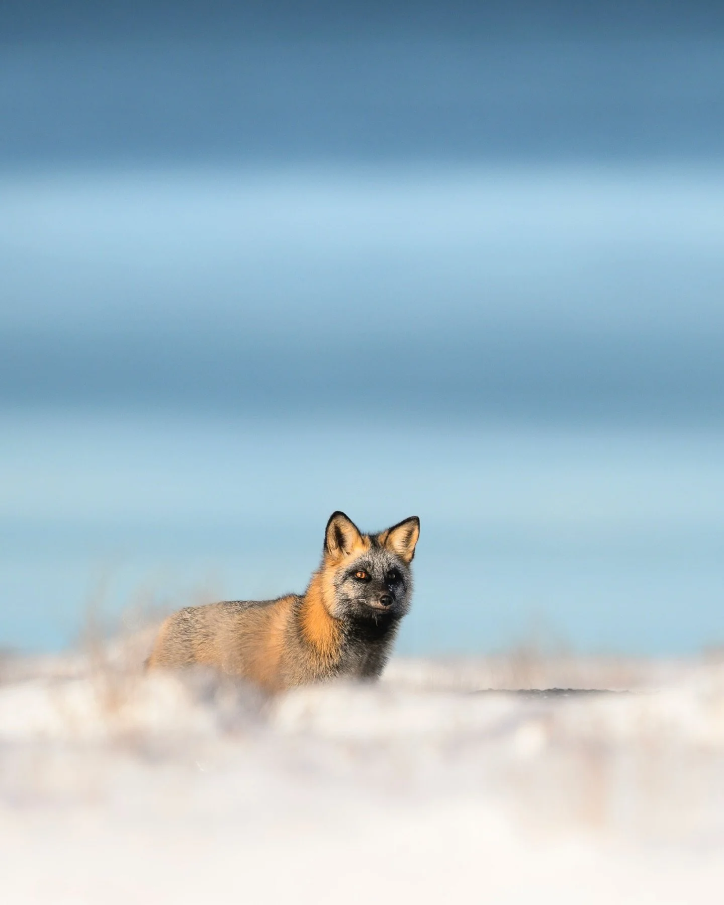 color on the tundra 

This is probably the most beautiful fox I&rsquo;ve ever photographed. While in Churchill back in November, we saw this fox trotting across the tundra at the edge of Hudson Bay. The late afternoon light made its fur look even bri