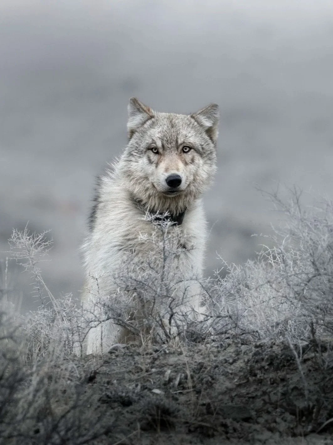 A wolf standing among dry, grayish bushes in a foggy, gray landscape
