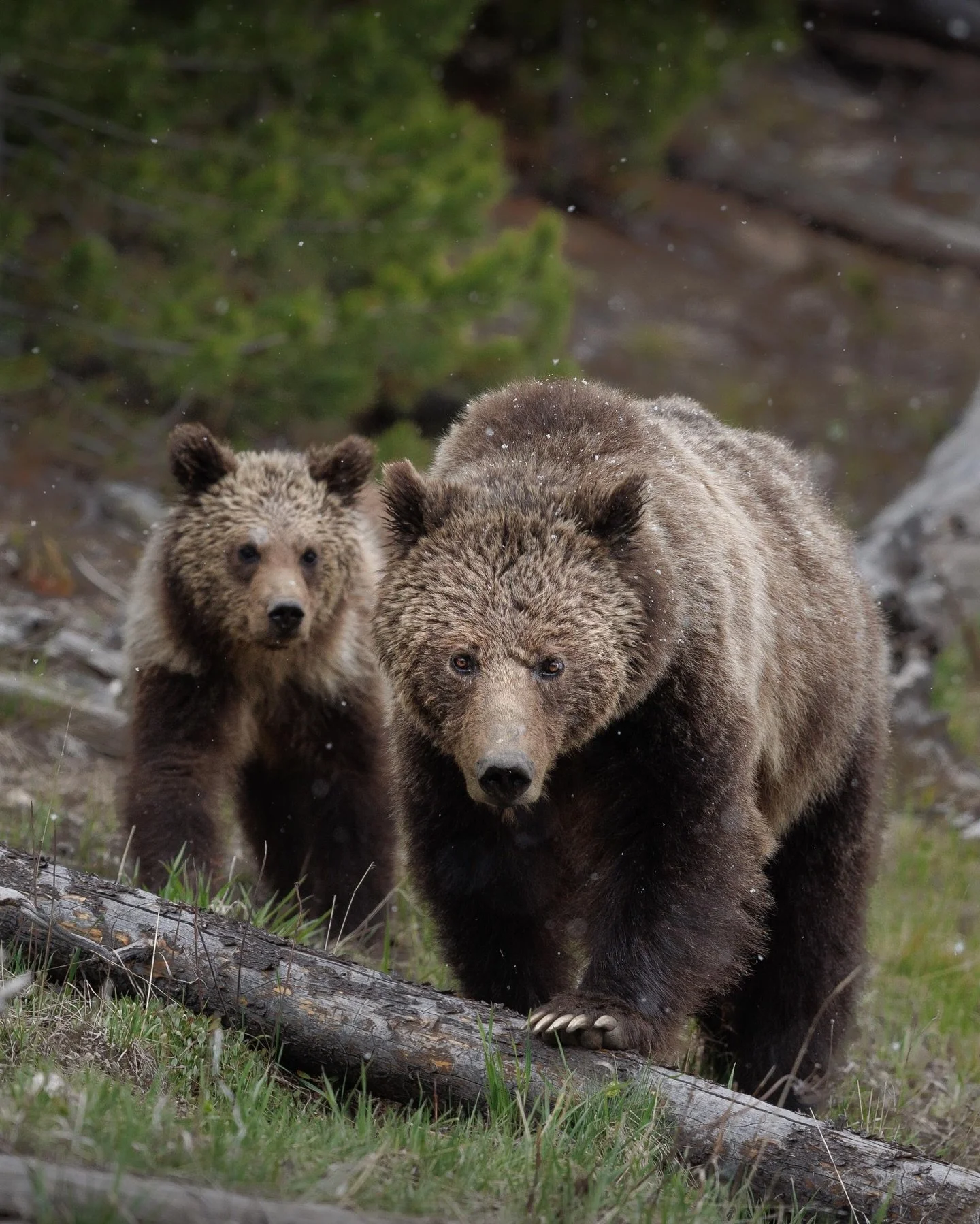 Spring is my favorite time in Yellowstone. Grizzlies are the most active, bison calves are everywhere, and every day feels different as the park shifts into a new season.

June 8&ndash;13 I&rsquo;m hosting an all inclusive photography workshop based 