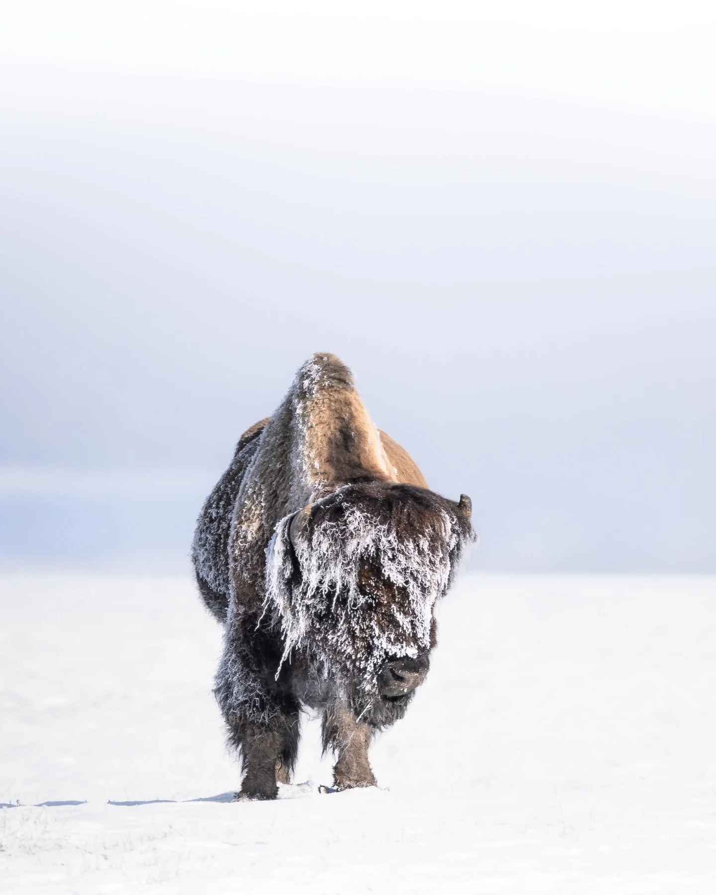 steam frozen to frost 

I photographed this bison during my recent snow mobile trip into Yellowstone. He was standing near a thermal vent along Yellowstone Lake, and in the cold temperatures, the moisture from the steam clung to his fur and froze. It