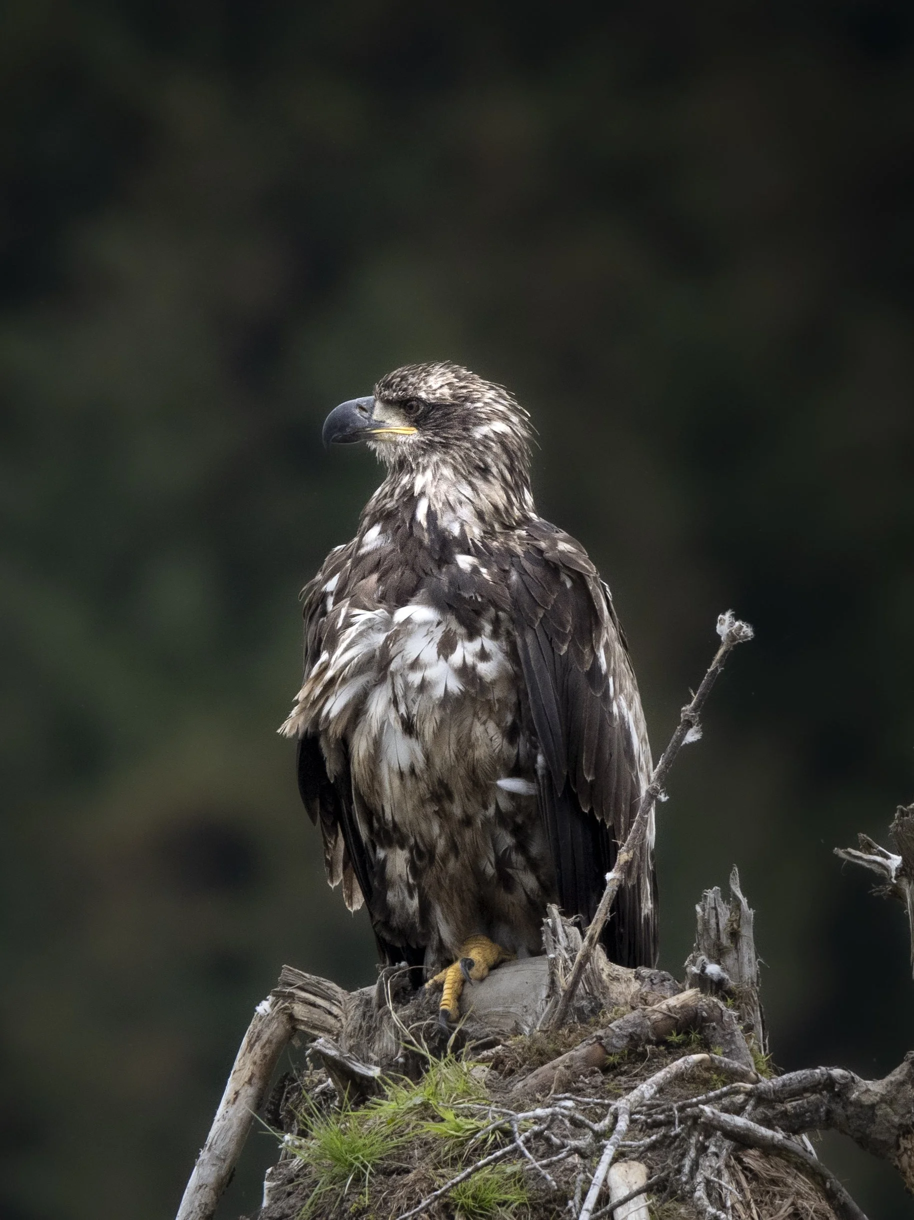 eagle.jpg