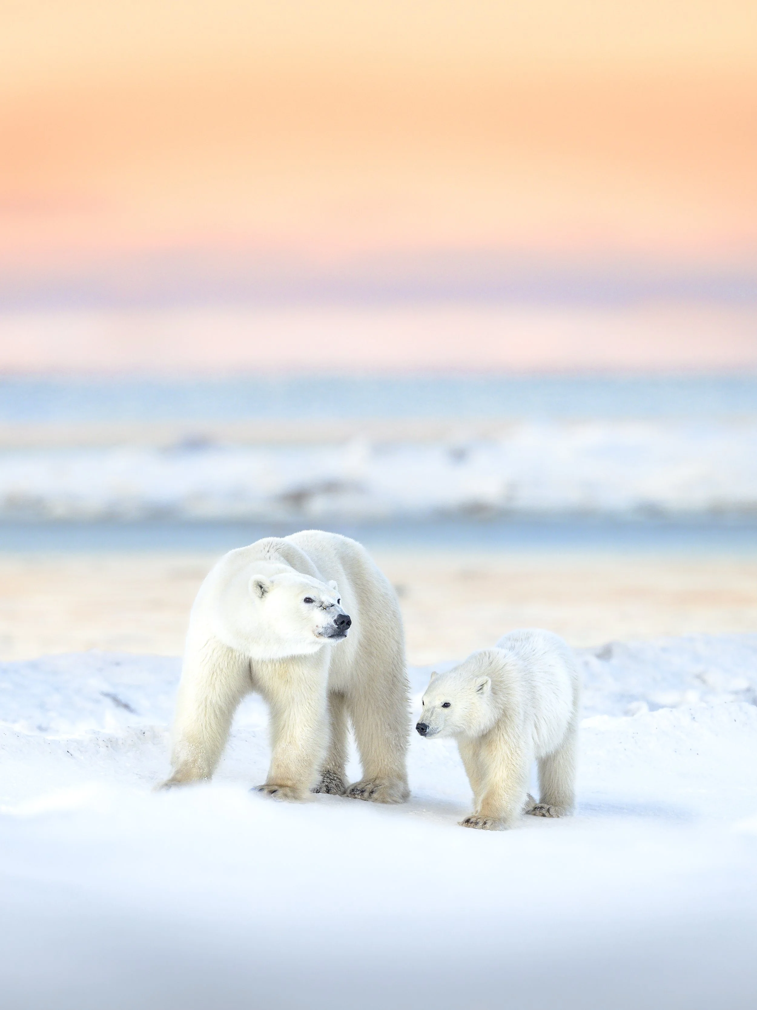 sunsetpolarbears.jpg