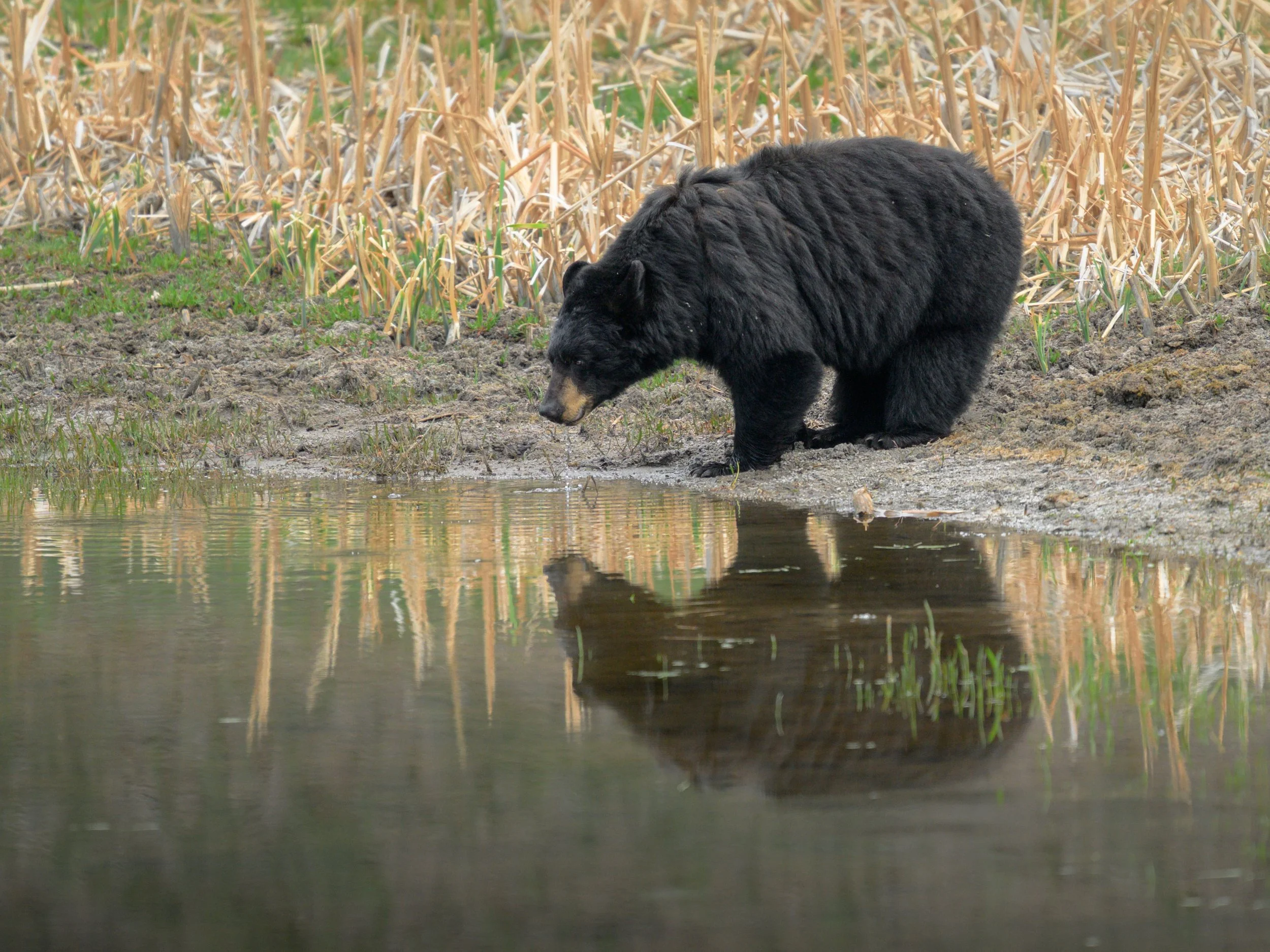 blackbearreflection.may26.jpg
