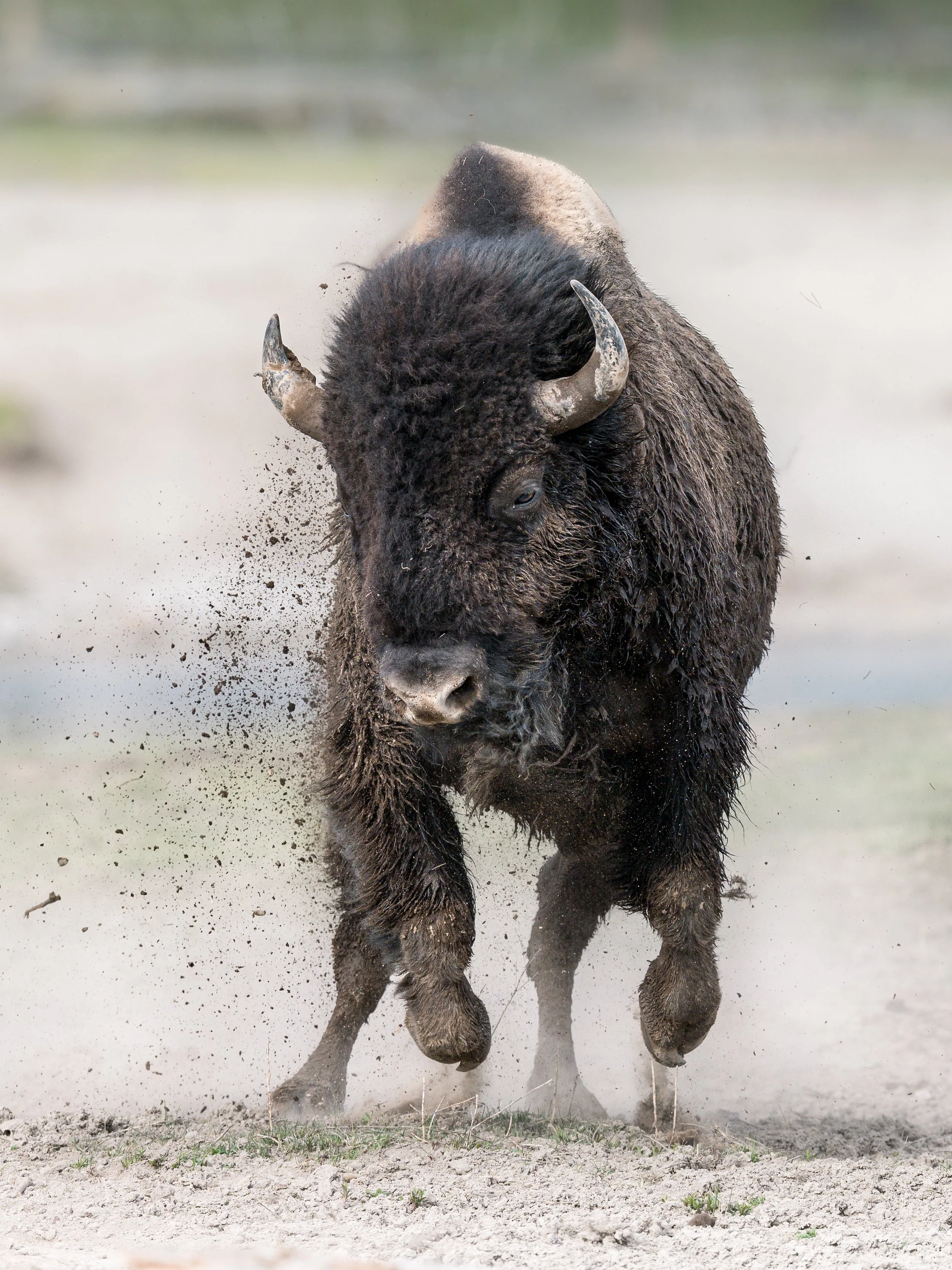 bisonbouncing.may26.jpg