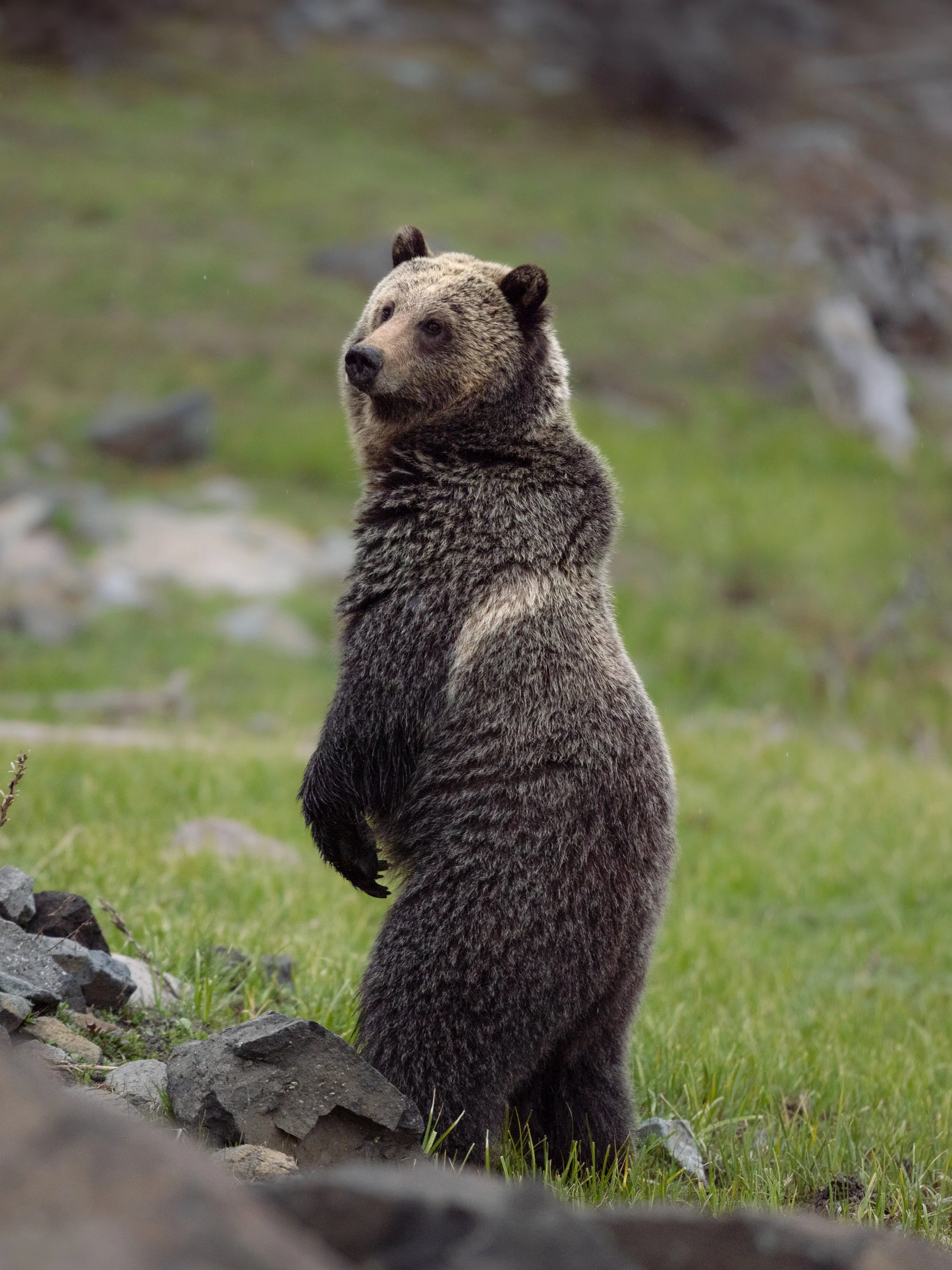 A bear standing on its hind legs in a grassy area with rocks and blurred greenery in the background.