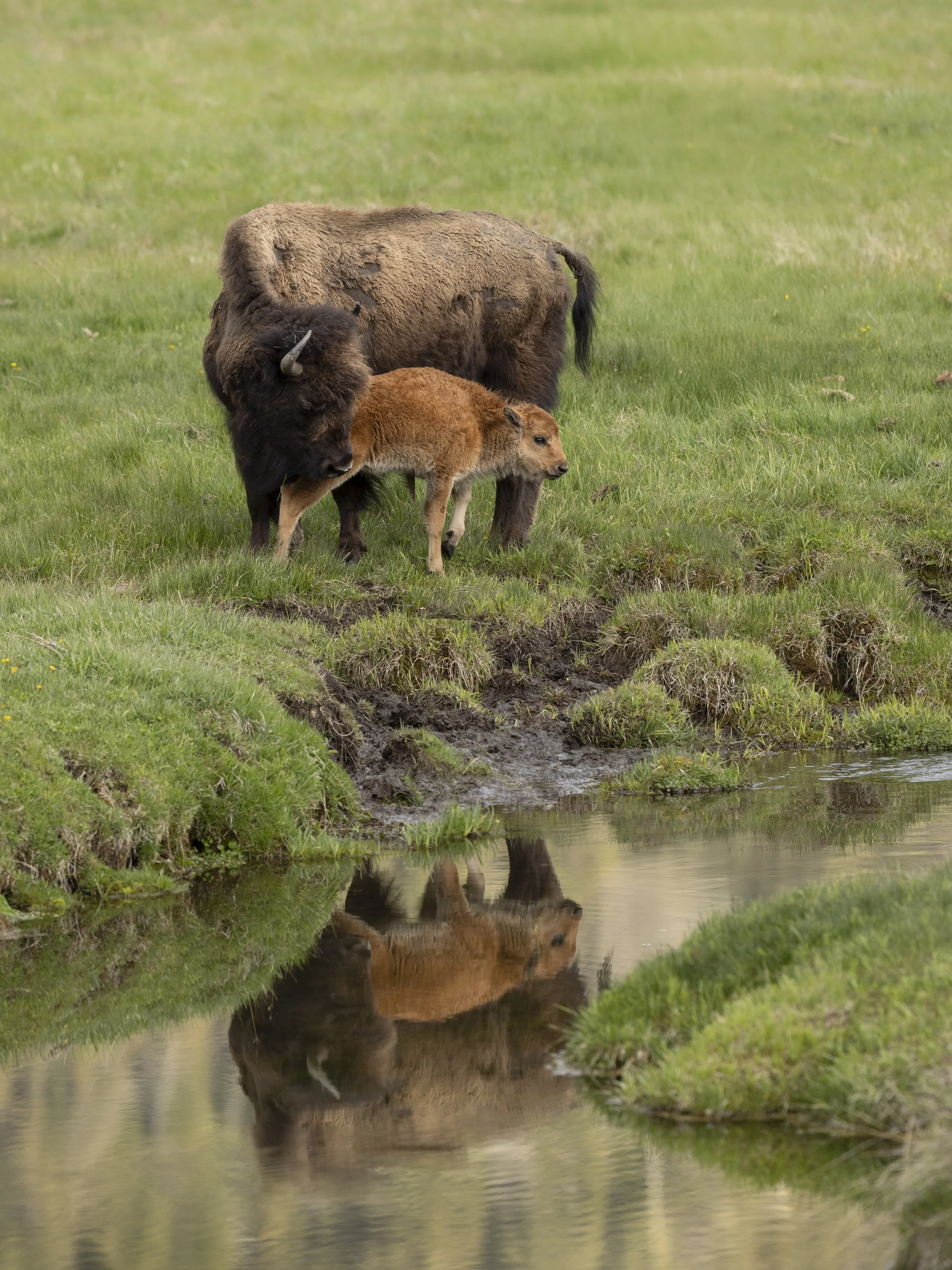reflectionbison.may25.jpg
