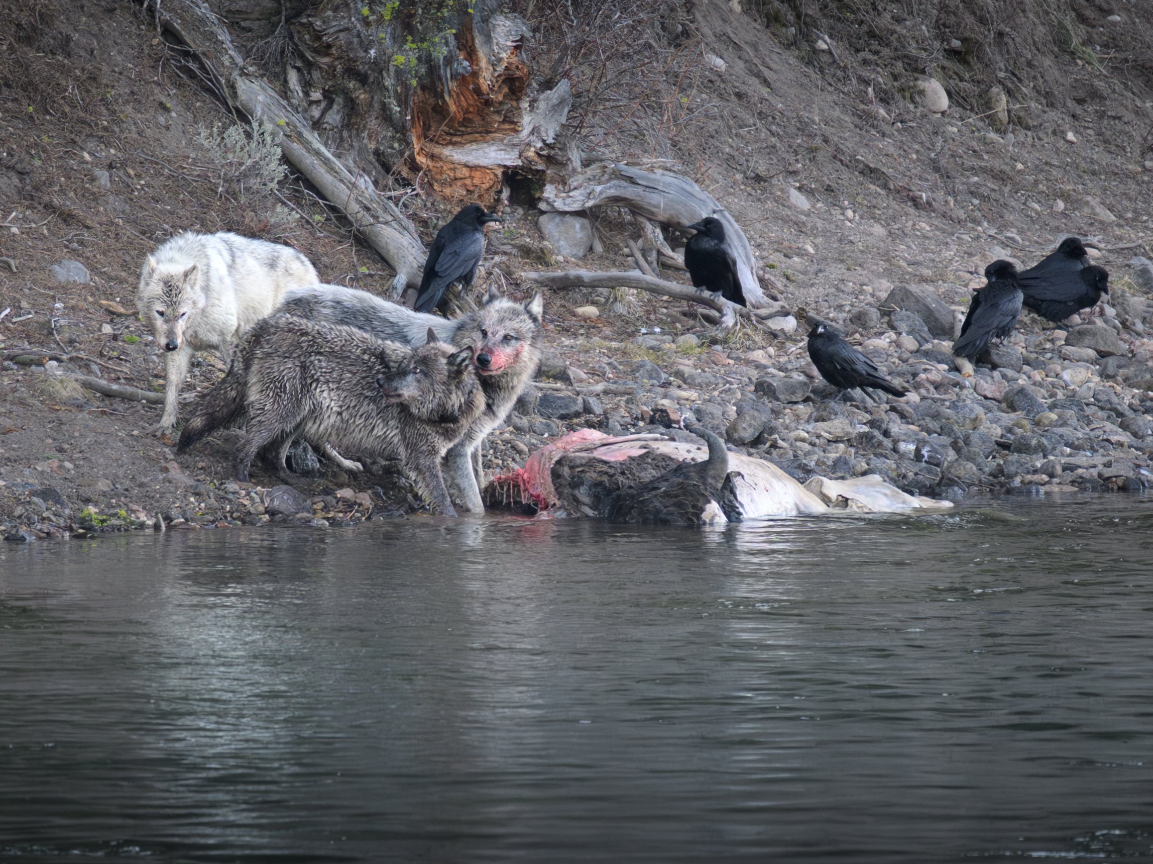 wapitiwolvesoncarcass.may26.jpg