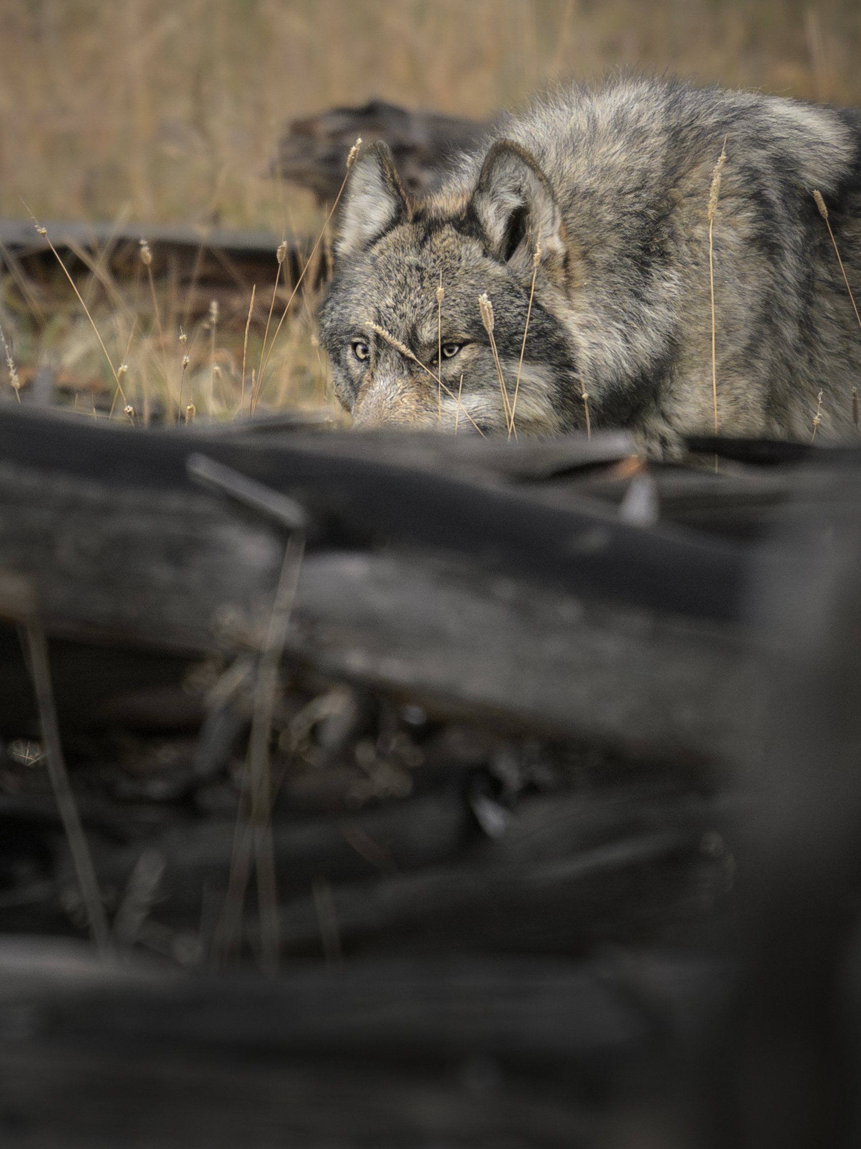wolfinlogs.oct25.jpg
