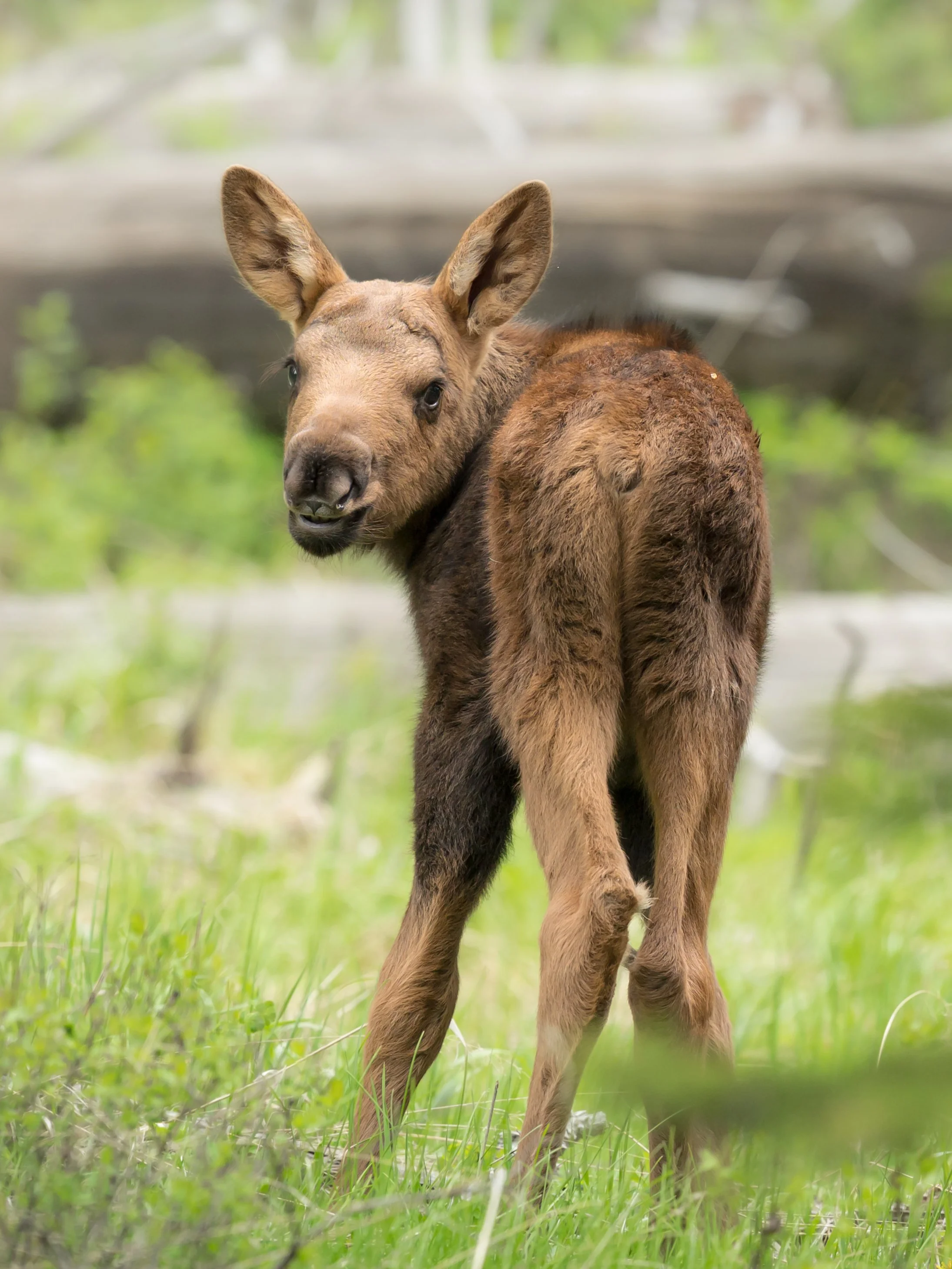 moosecalflookingback.june26.jpg
