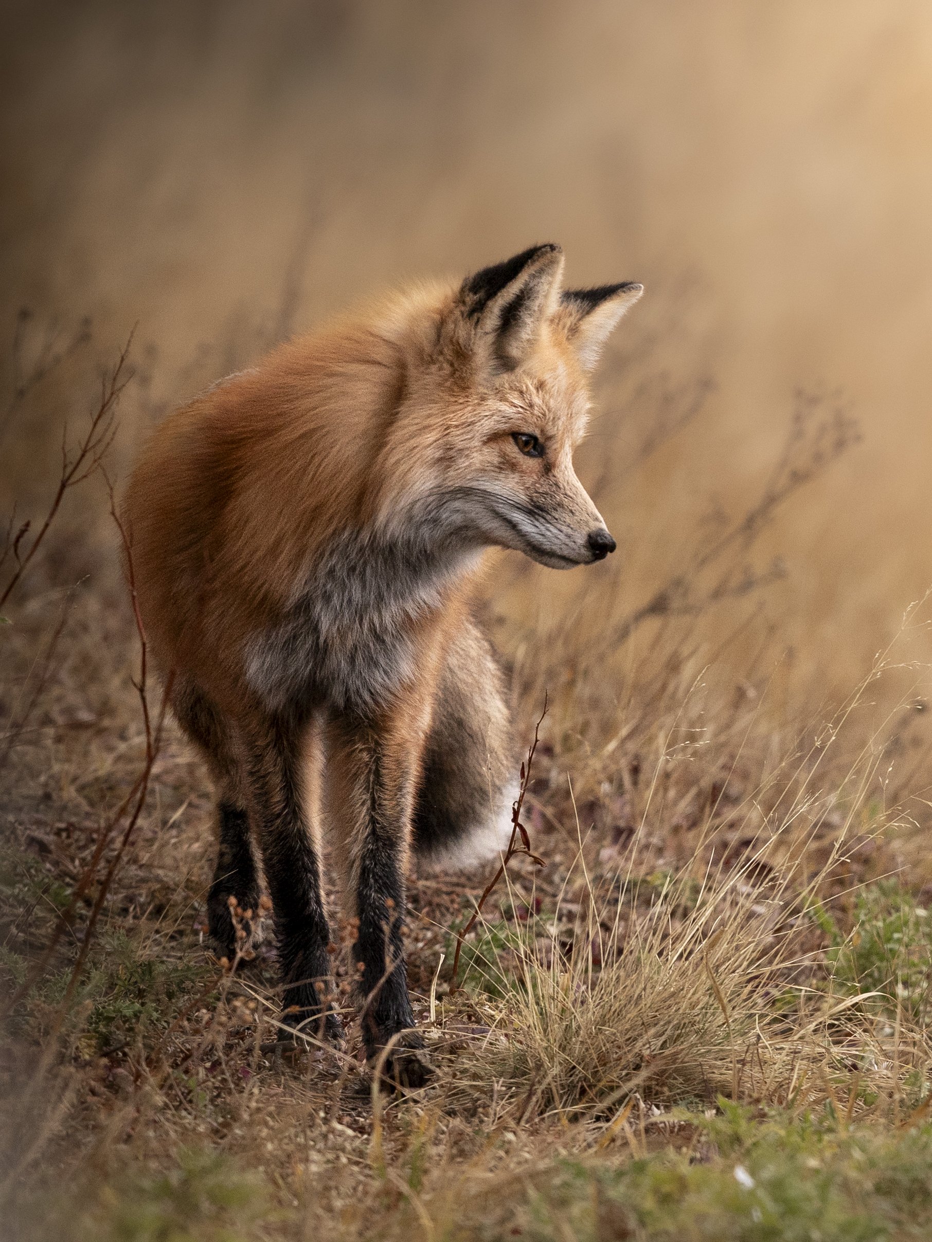 foxlookingside.oct24.jpg