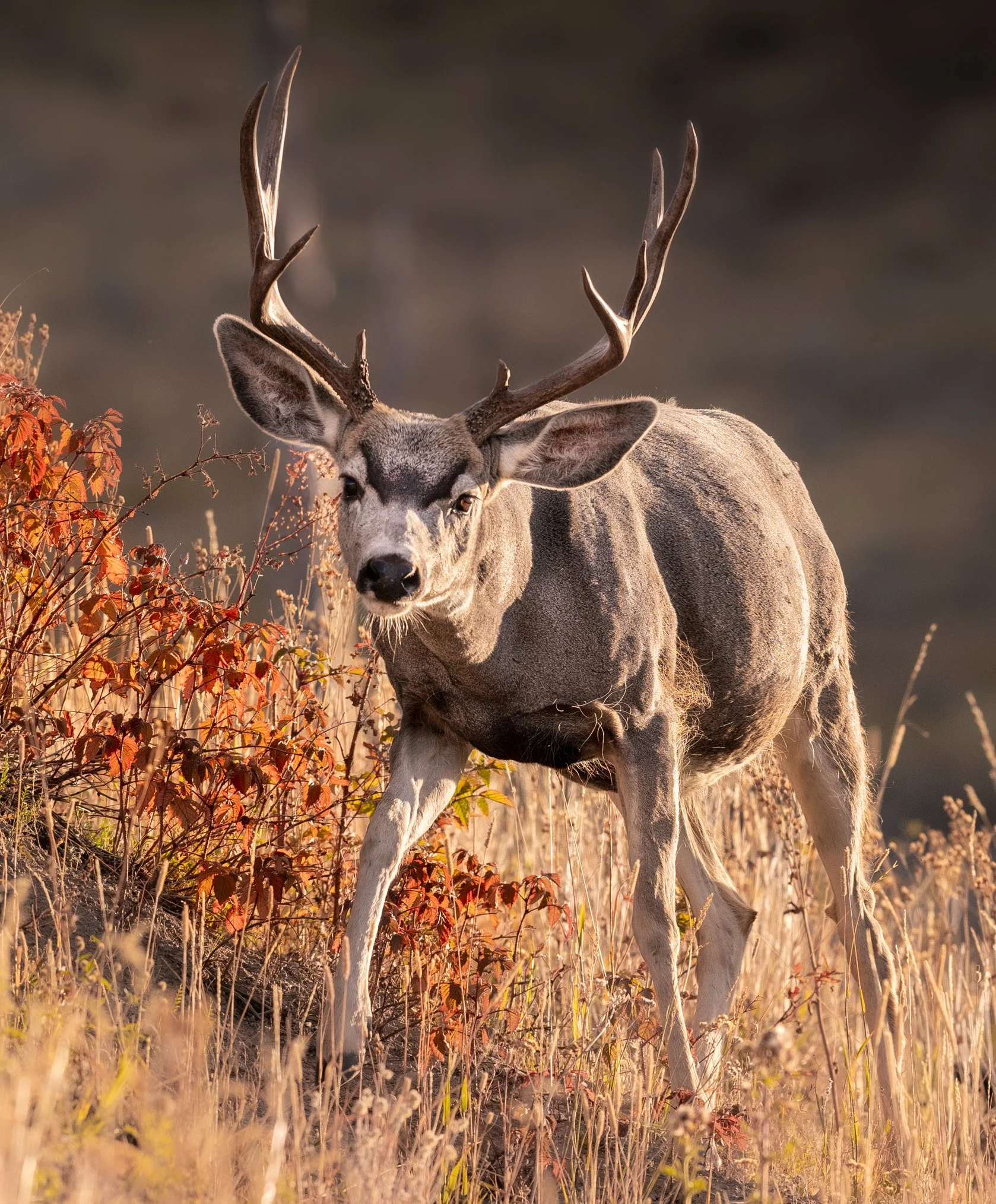 redmuledeer.sep23.jpg