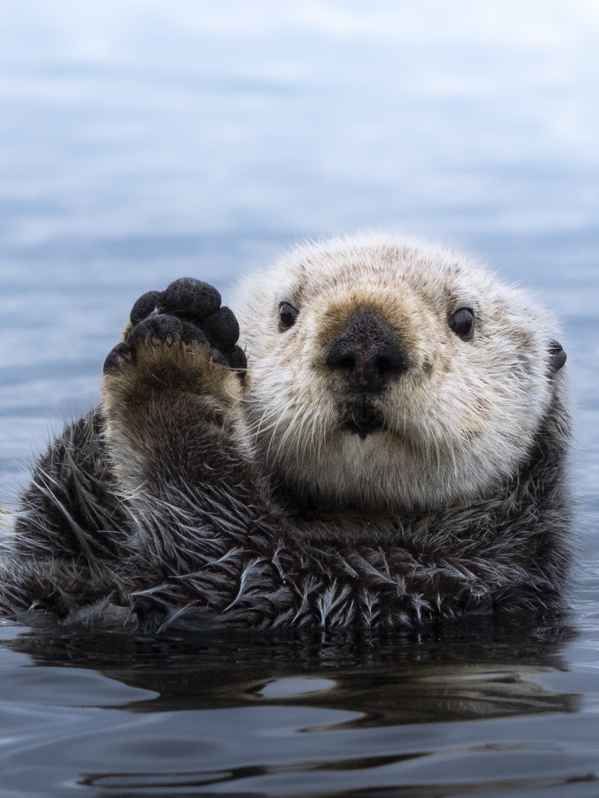 otter1.jpg
