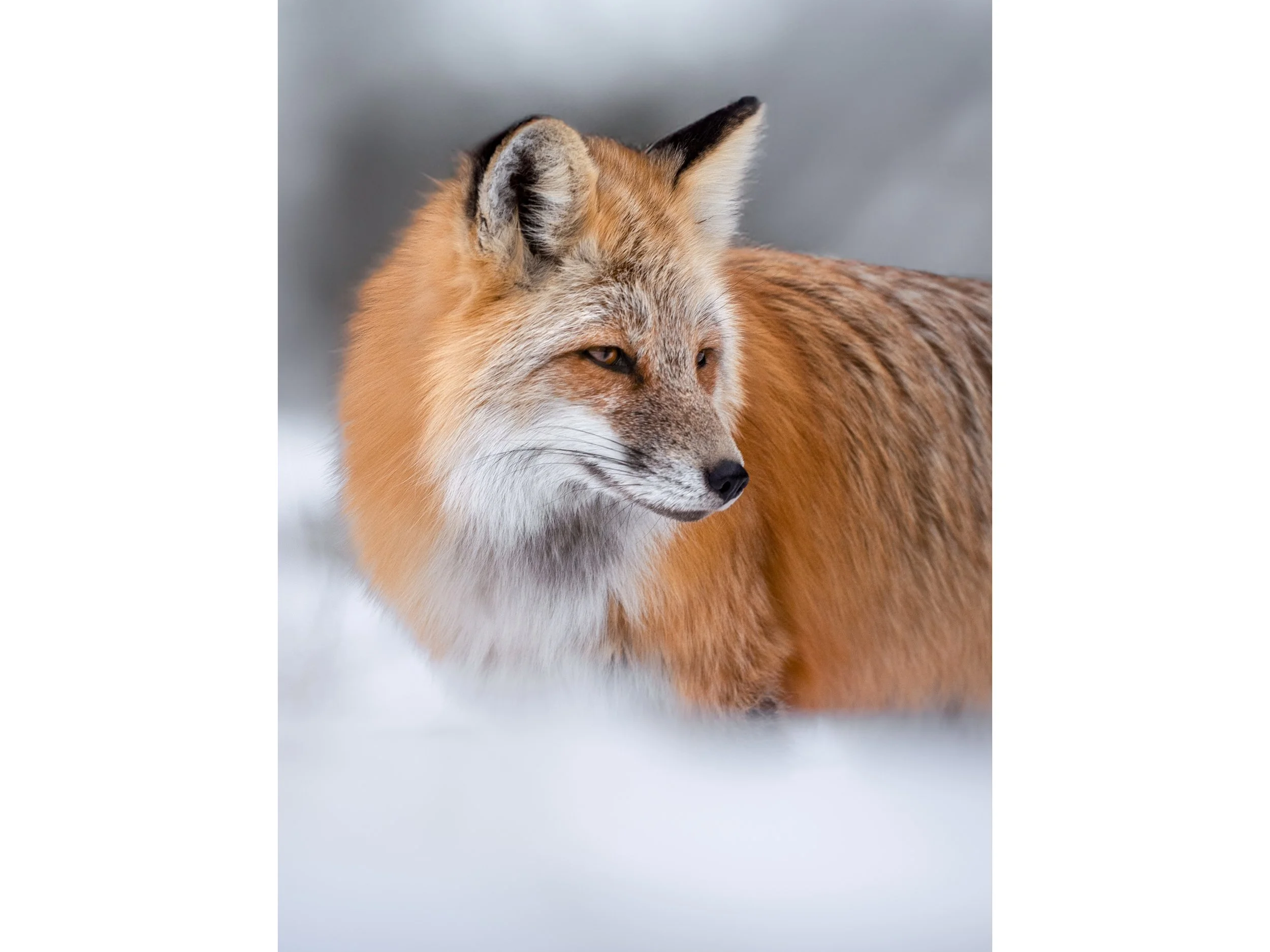 Snowy Fox Portrait
