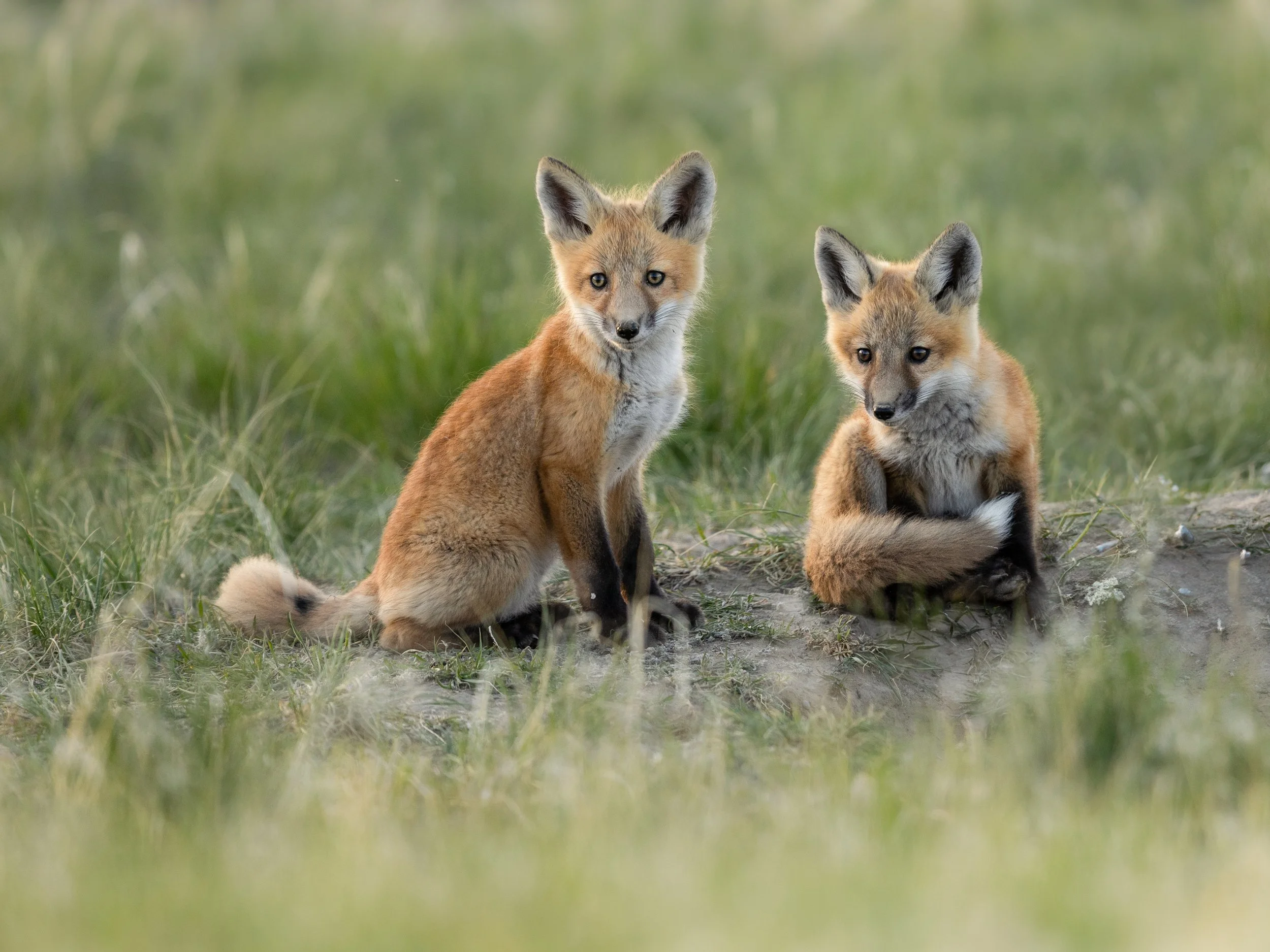 Two young foxes sitting on grass and dirt in a natural setting.