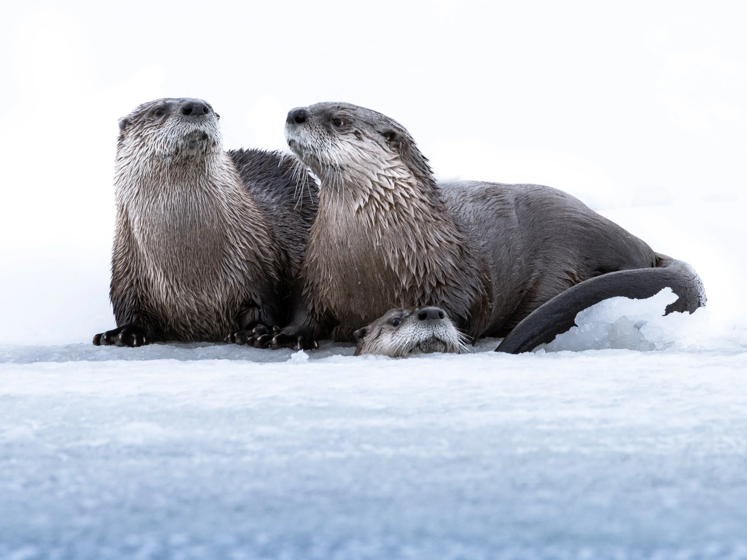 Ice-flow Otters