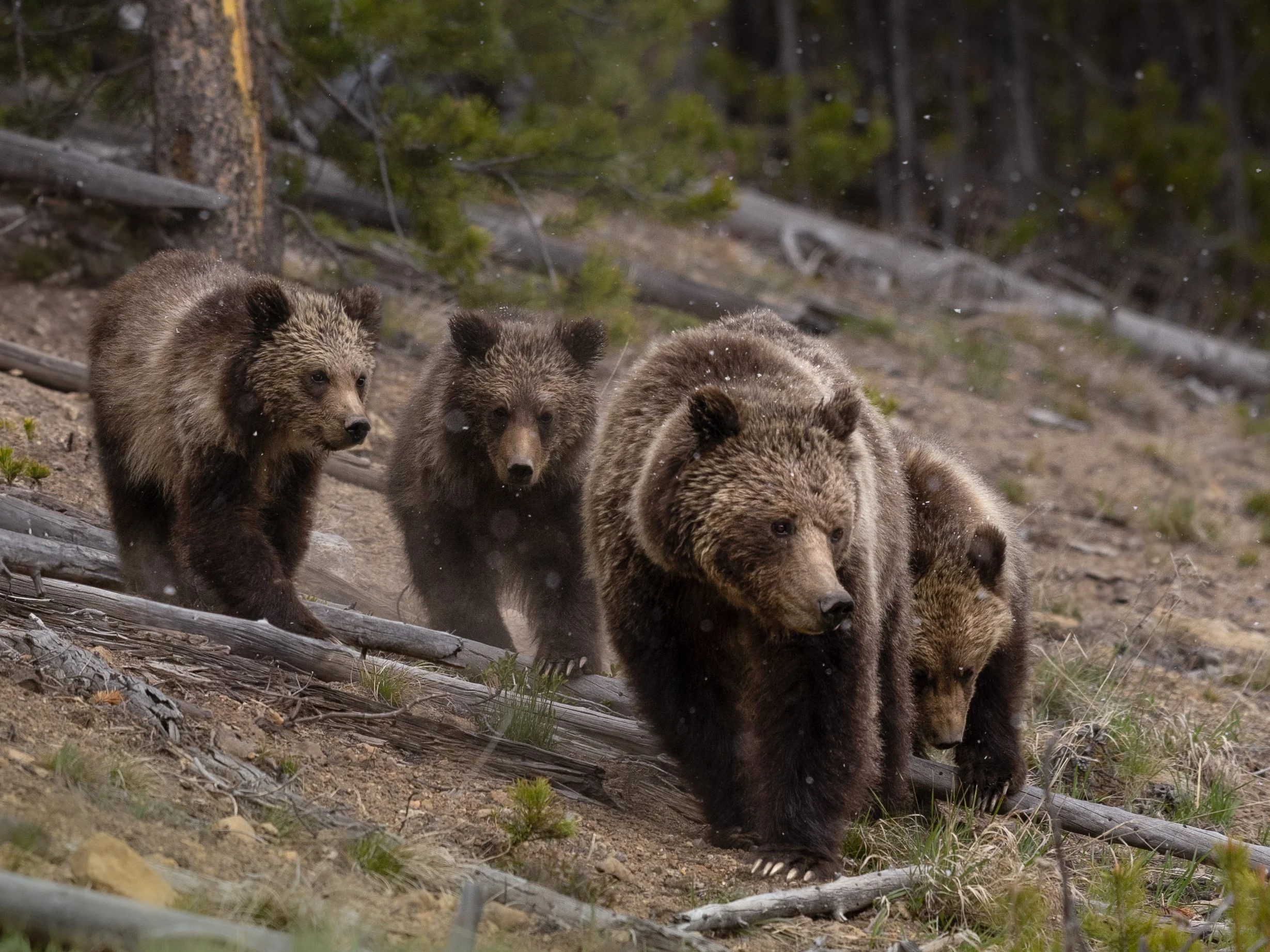 A family of four brown bears walking in a forested area on a dirt path, with trees and fallen branches surrounding them.