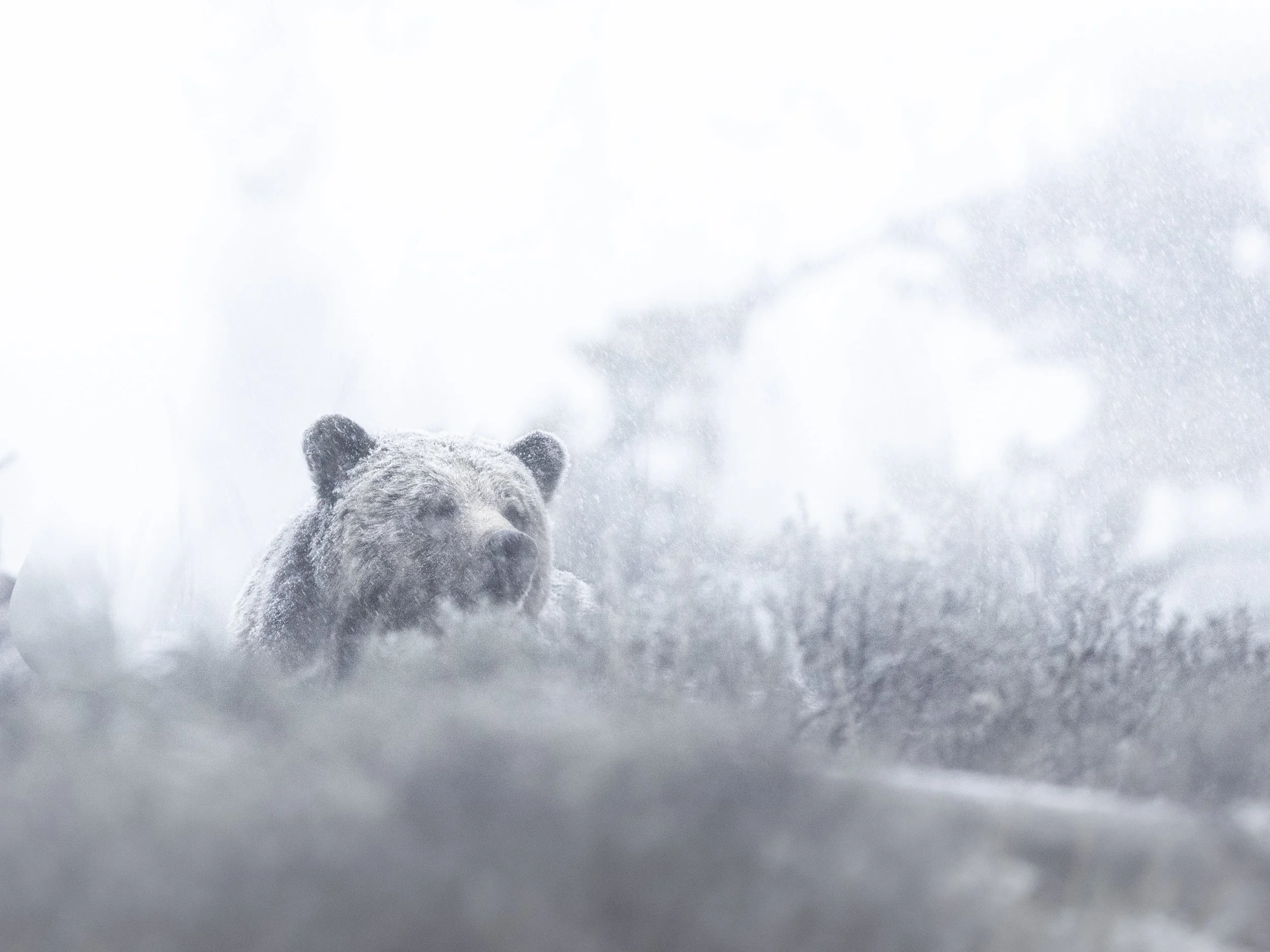 A bear in a snowy landscape with snow falling around.